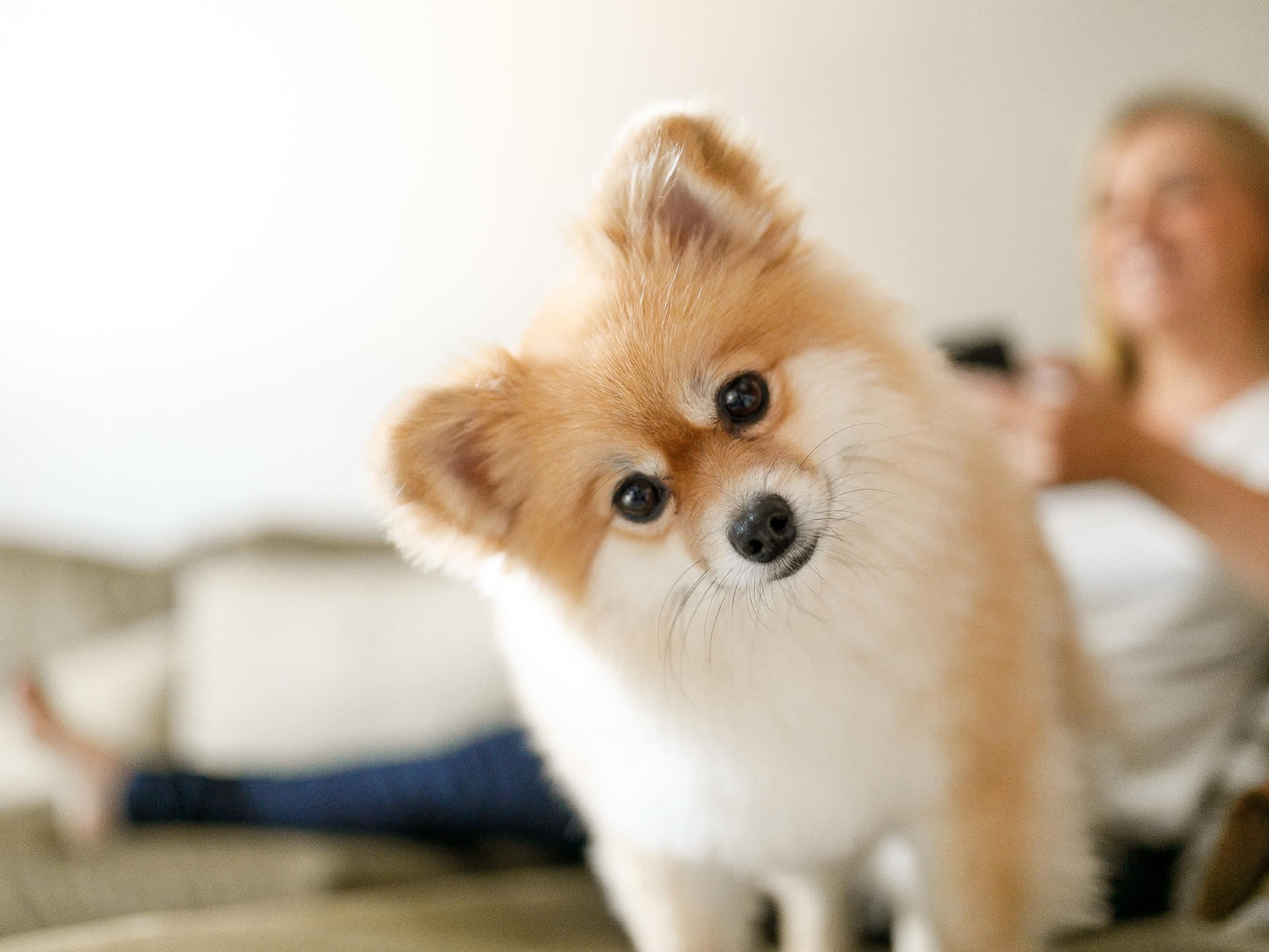 Continuando con nuestra esencia somos orgullosamente Hotel Pet friendly permitiendo a las familias viajar completas y felices en sus vacaciones con nuestros amigos de 4 patas.