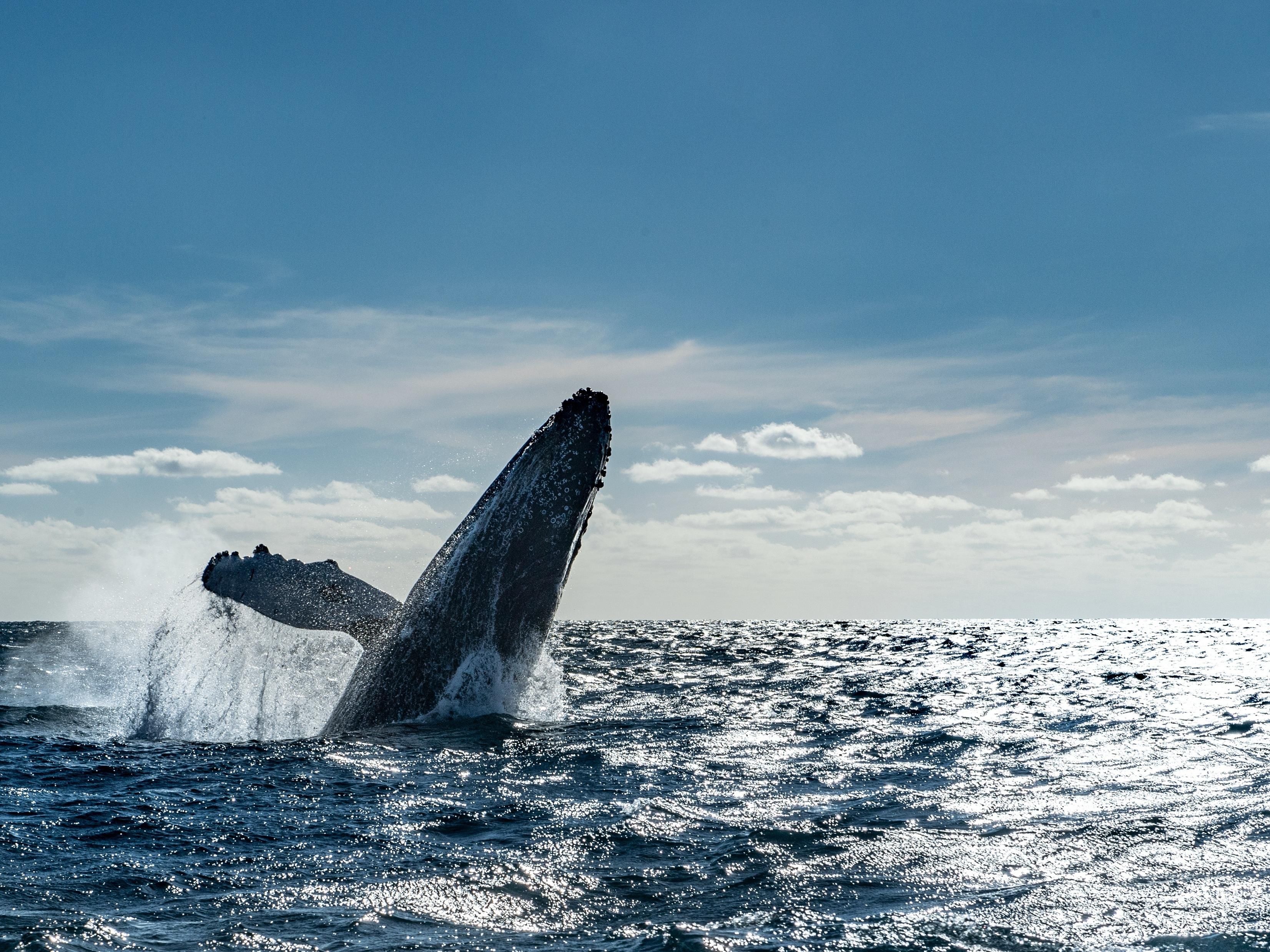 The best time to visit Ixtapa is here! From December 15 to March 20, witness the incredible humpback whales breaching and singing during guided tours. Stay by the beach at Holiday Inn Resort Ixtapa and experience this unforgettable natural wonder.