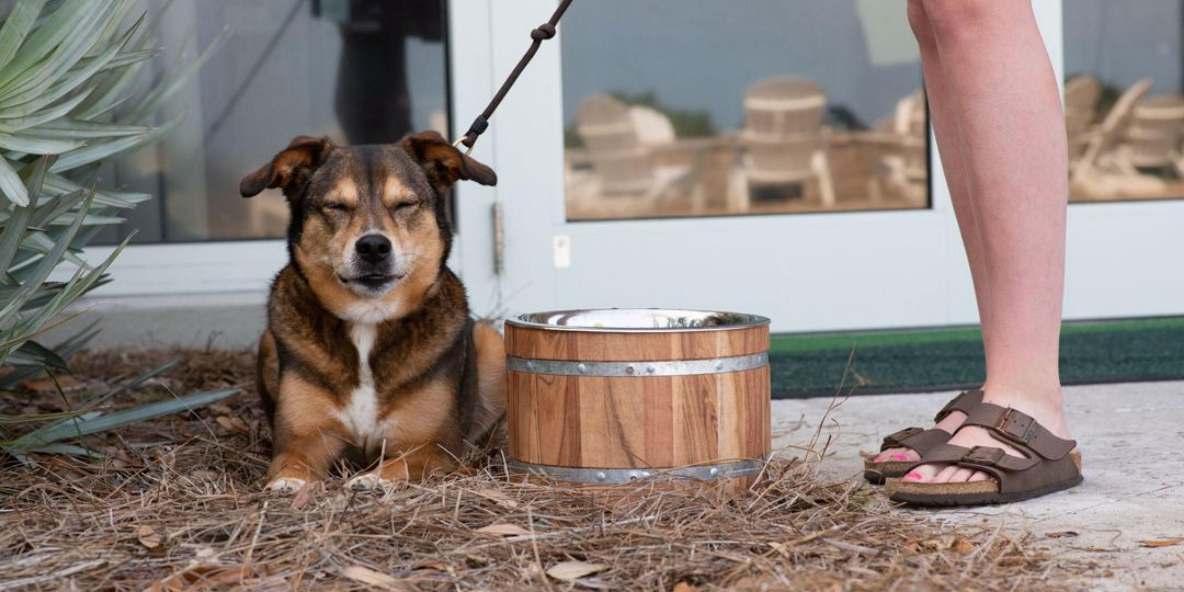 Holiday inn accept store dogs