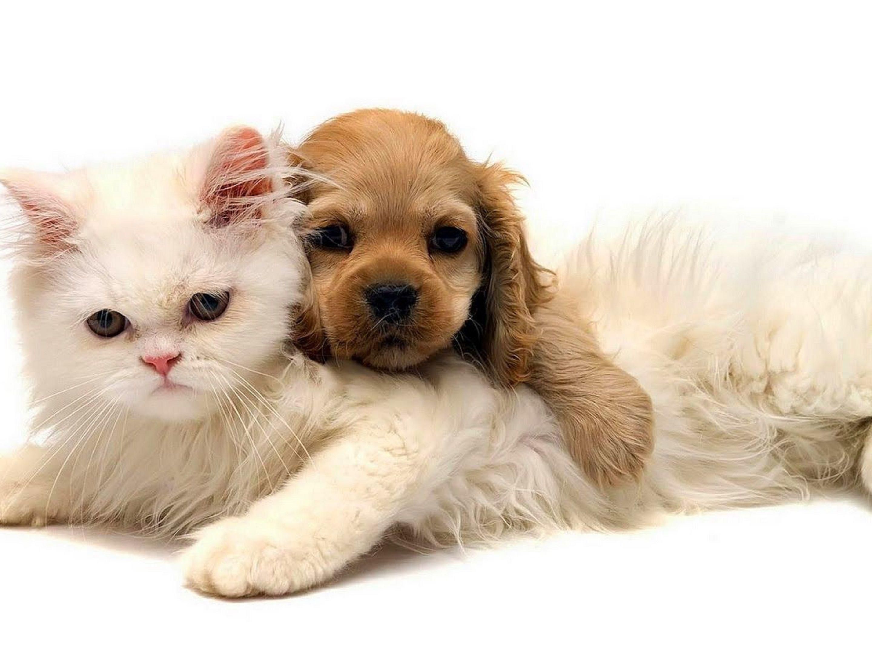 Bring your furry friend with you when you travel! We're the perfect hotel for you and your four legged companion. We love pets! We deep clean every room upon pet's departure, there is a 50.00 non refundable pet cleaning fee per pet plus 25.00 fee per additional night. Designated pet walking area on site. PetSmart located one mile from our hotel.
