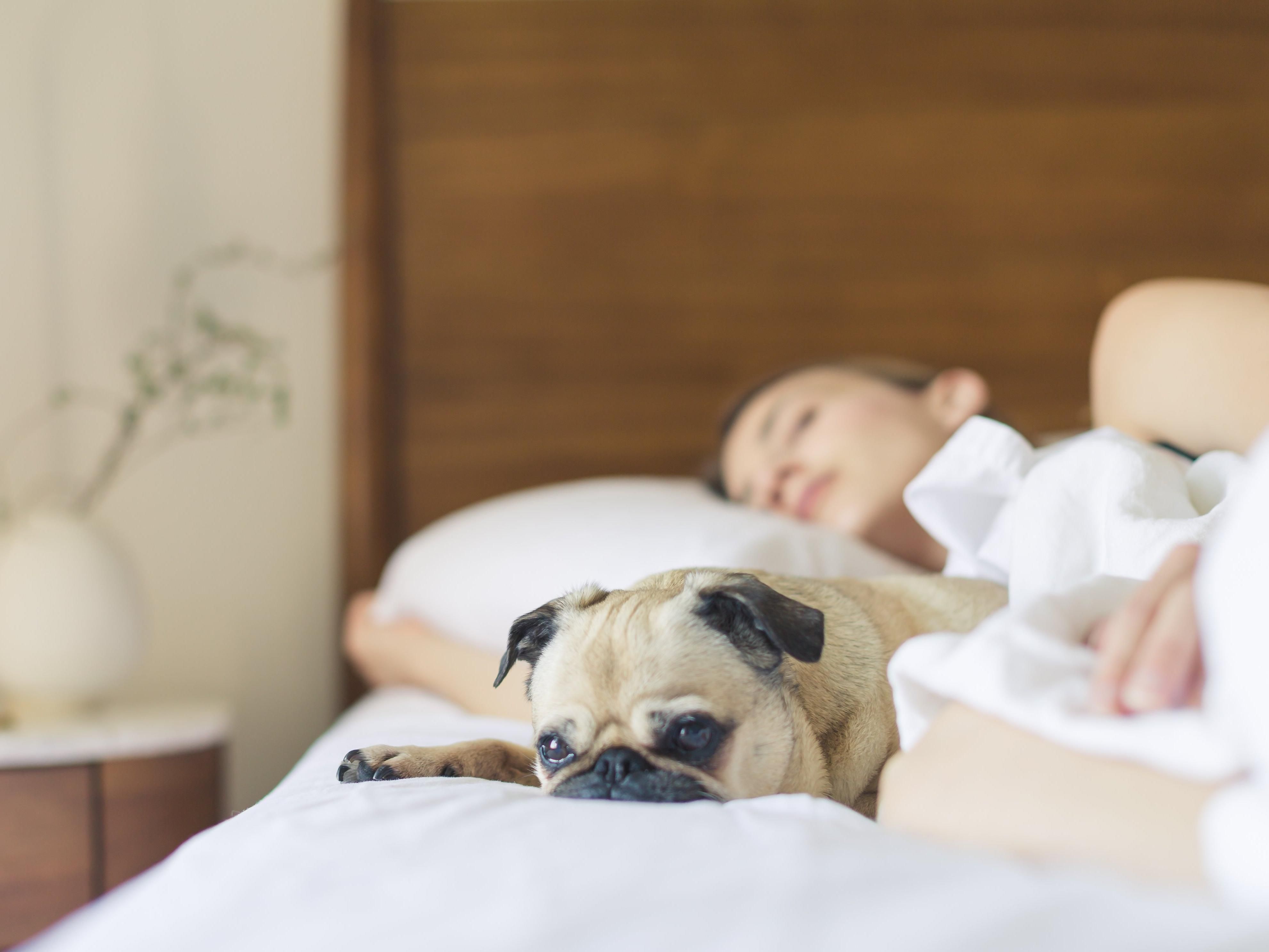 The Holiday Inn Rochester NY Downtown is a pet friendly hotel. We accept small to medium pets. A per stay pet fee does apply. Enjoy your getaway! 