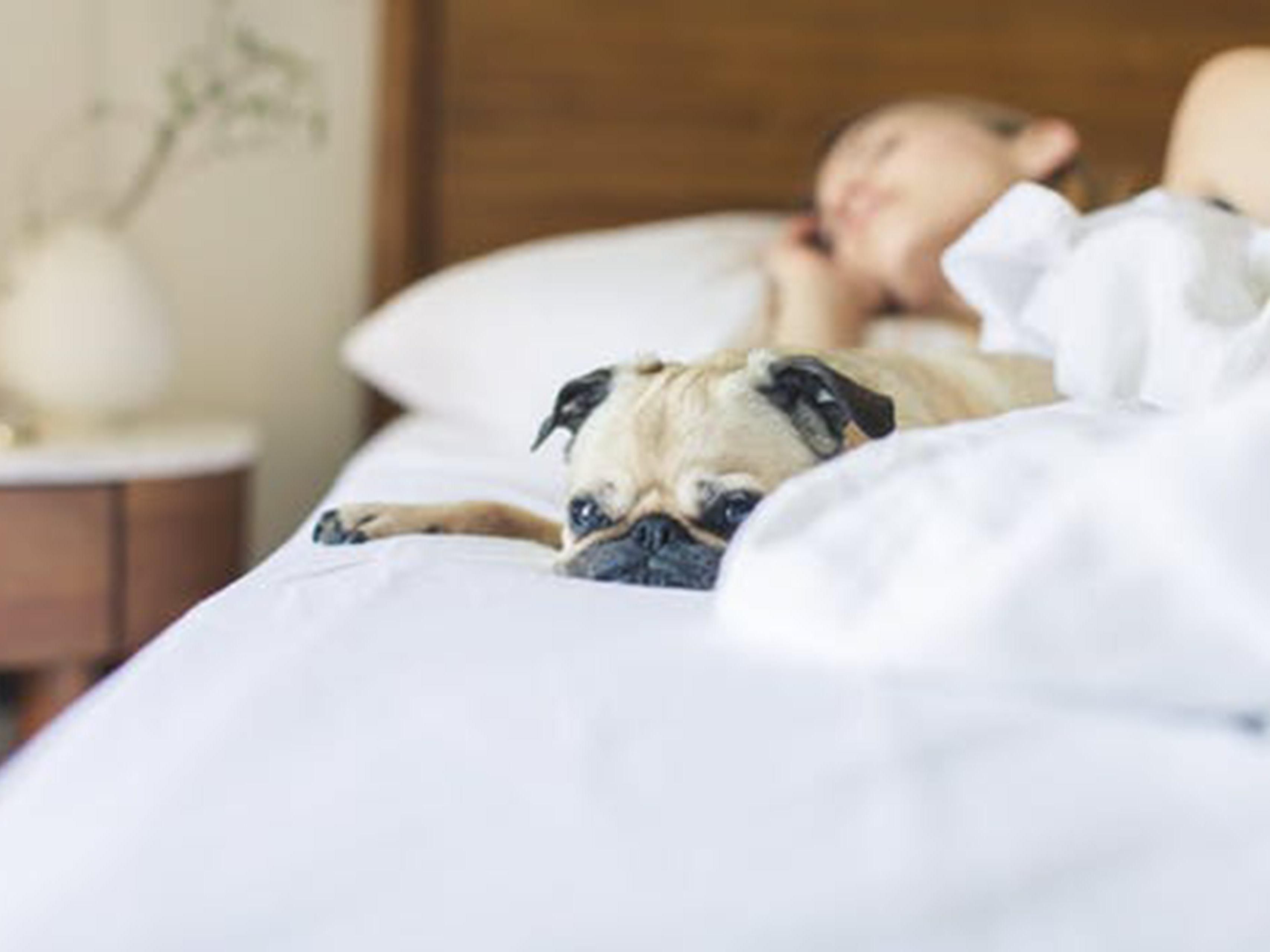 It's not always possible to leave your pets at home. With our hotel, you can travel worry free and bring your pet along for the stay! Pet rates: $50.00 per night. 