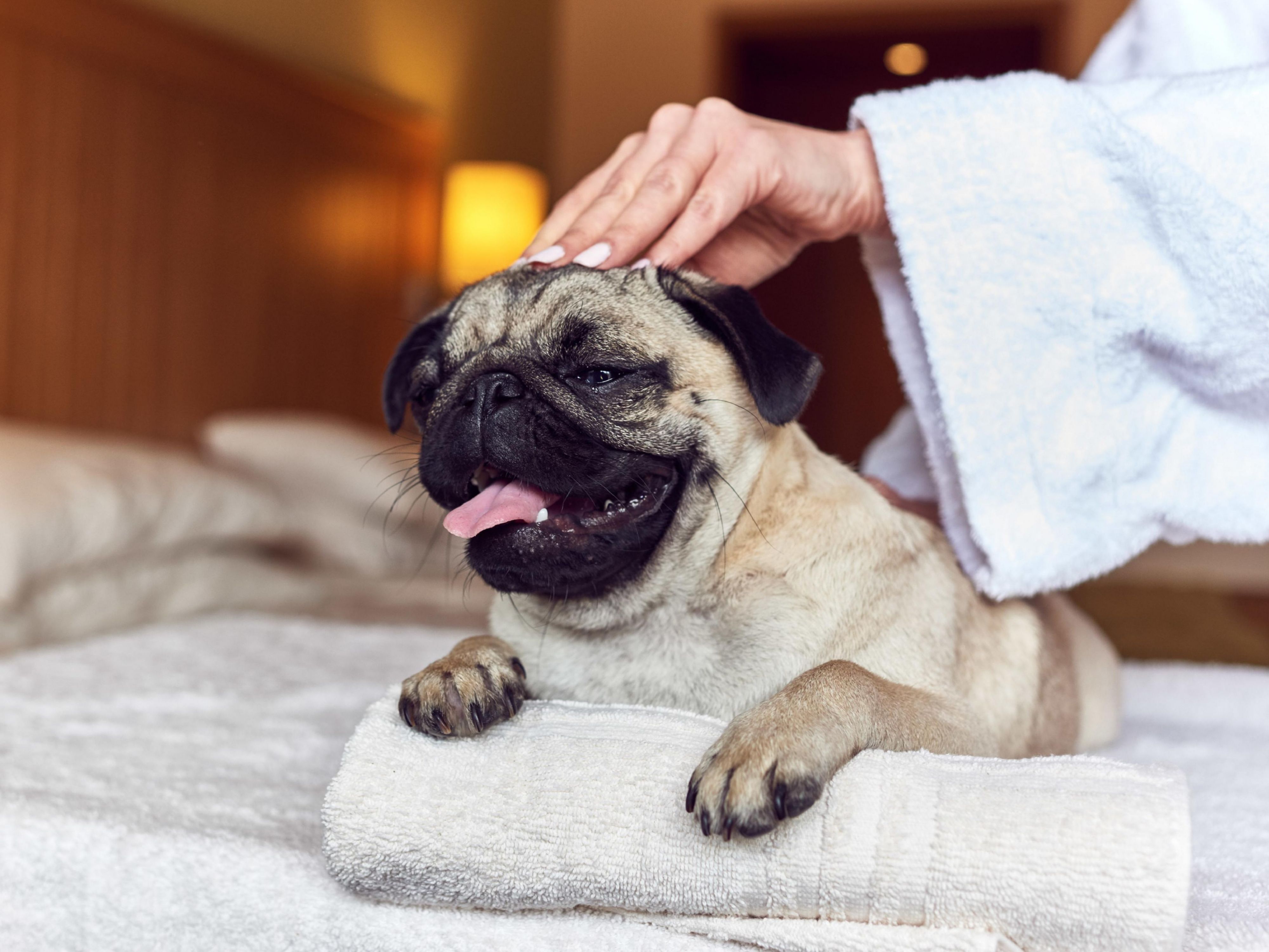 Traveling with the family dog can be difficult and we make it easier. We welcome dogs up to 50lbs. For the safety of your dog please crate him or her when you leave the room. Call the hotel and book your Happy Paws Pet Package Deal today! 
