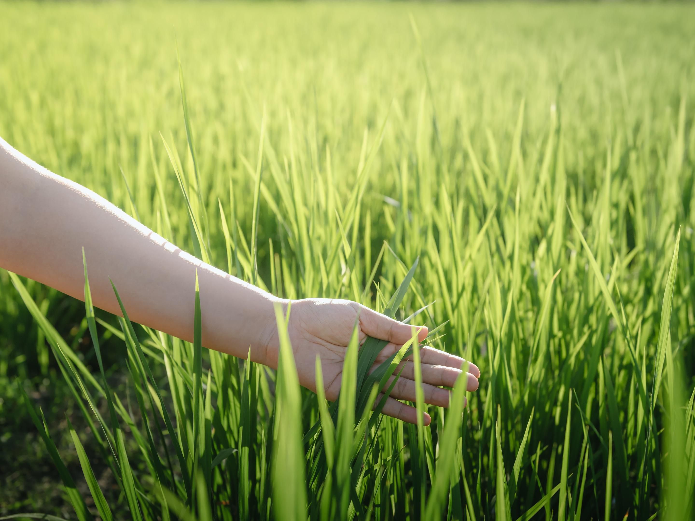 Nous sommes fiers de participer au programme IHG Greener Stay, permettant aux clients de gagner des points de récompense en choisissant moins de services service de ménage et d’entretien . Cette initiative nous permet d’économiser l’eau et l’énergie tout en encourageant des pratiques respectueuses de l’environnement dans l’ensemble de notre hôtel. Adhérer -nous à faire un impact positif sur l’environnement tout en profitant de votre séjour!