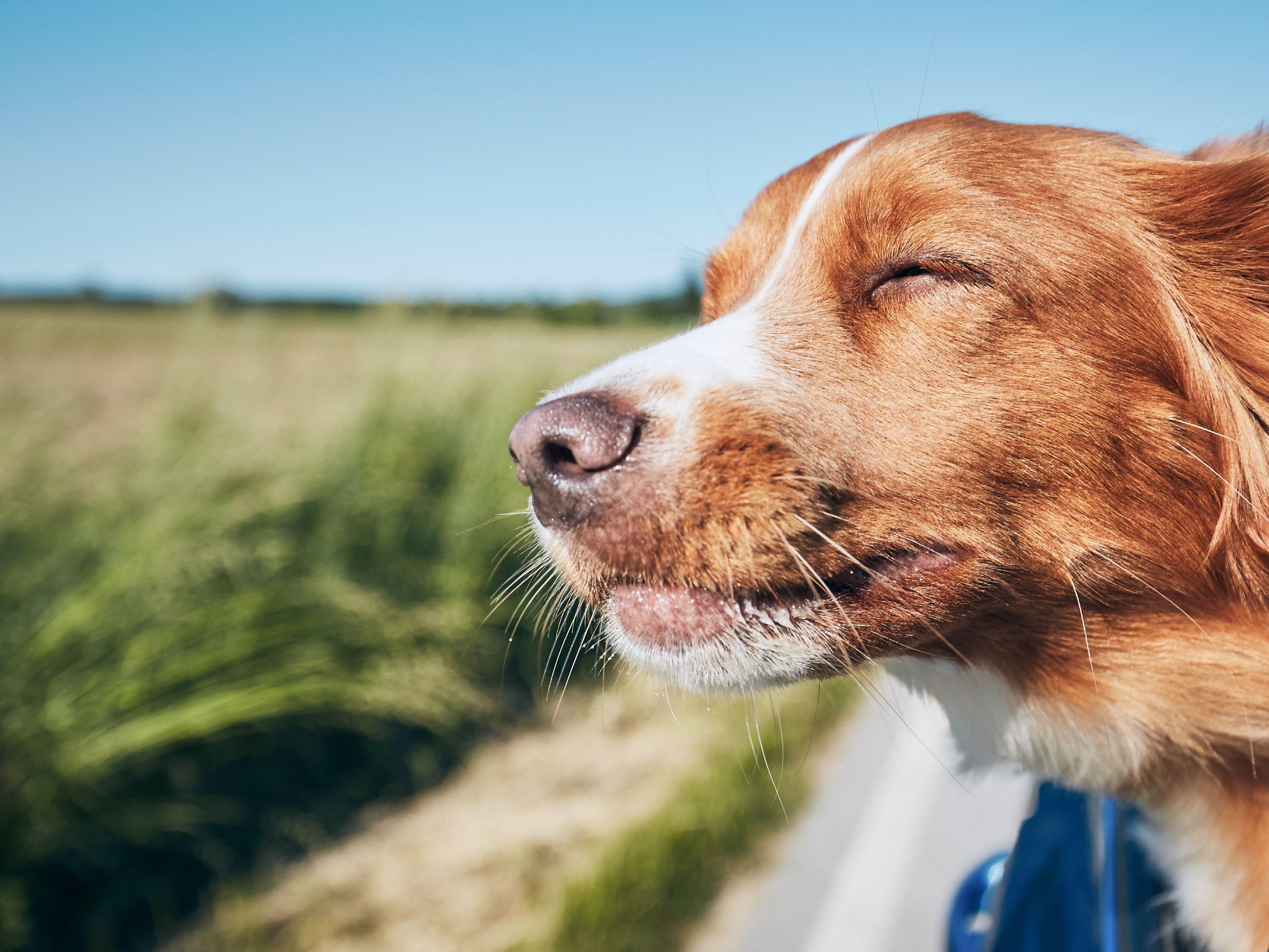 To ensure that your dog is really comfortable, we provide you with our dog package on a loan during your stay. Fill the bowl with the best Salzburg spring water and try the dog snack, with the kind support of PLATINUM. Does not affect to the regular dog fee of EUR 18.00 per dog per night.