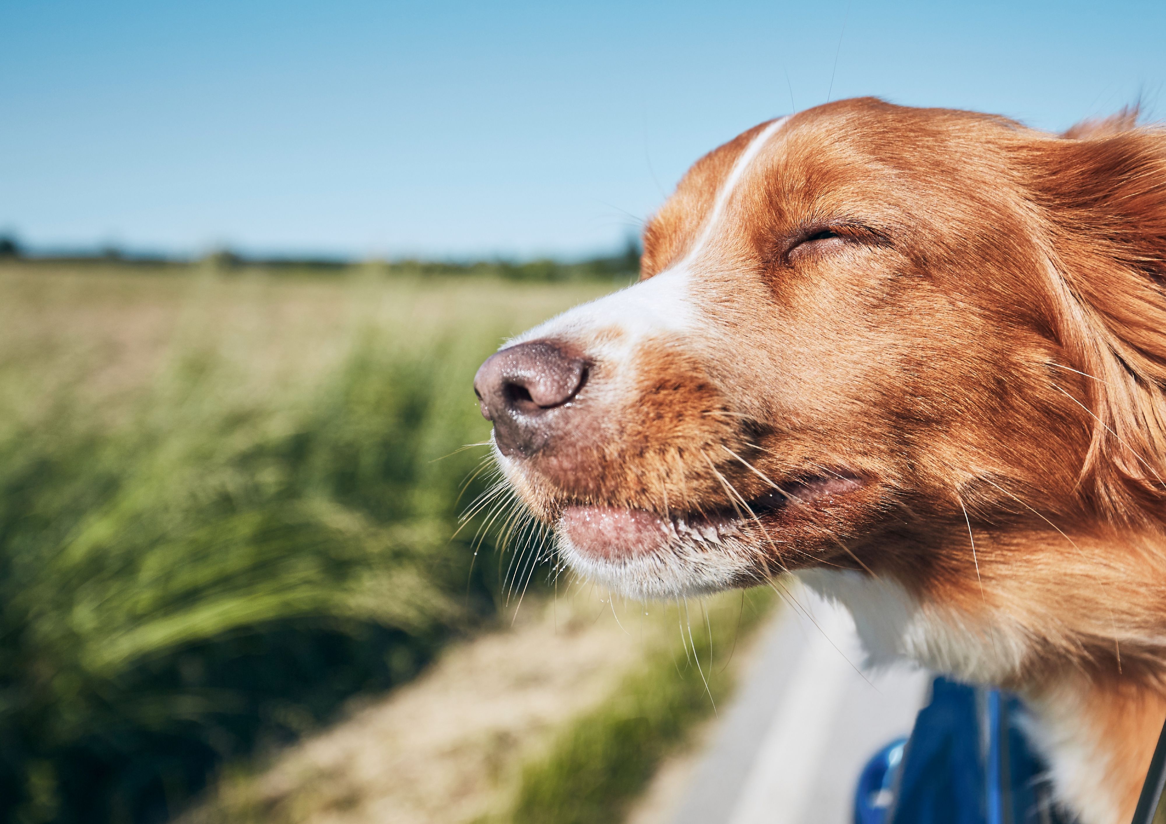 Arabanın camındaki köpek