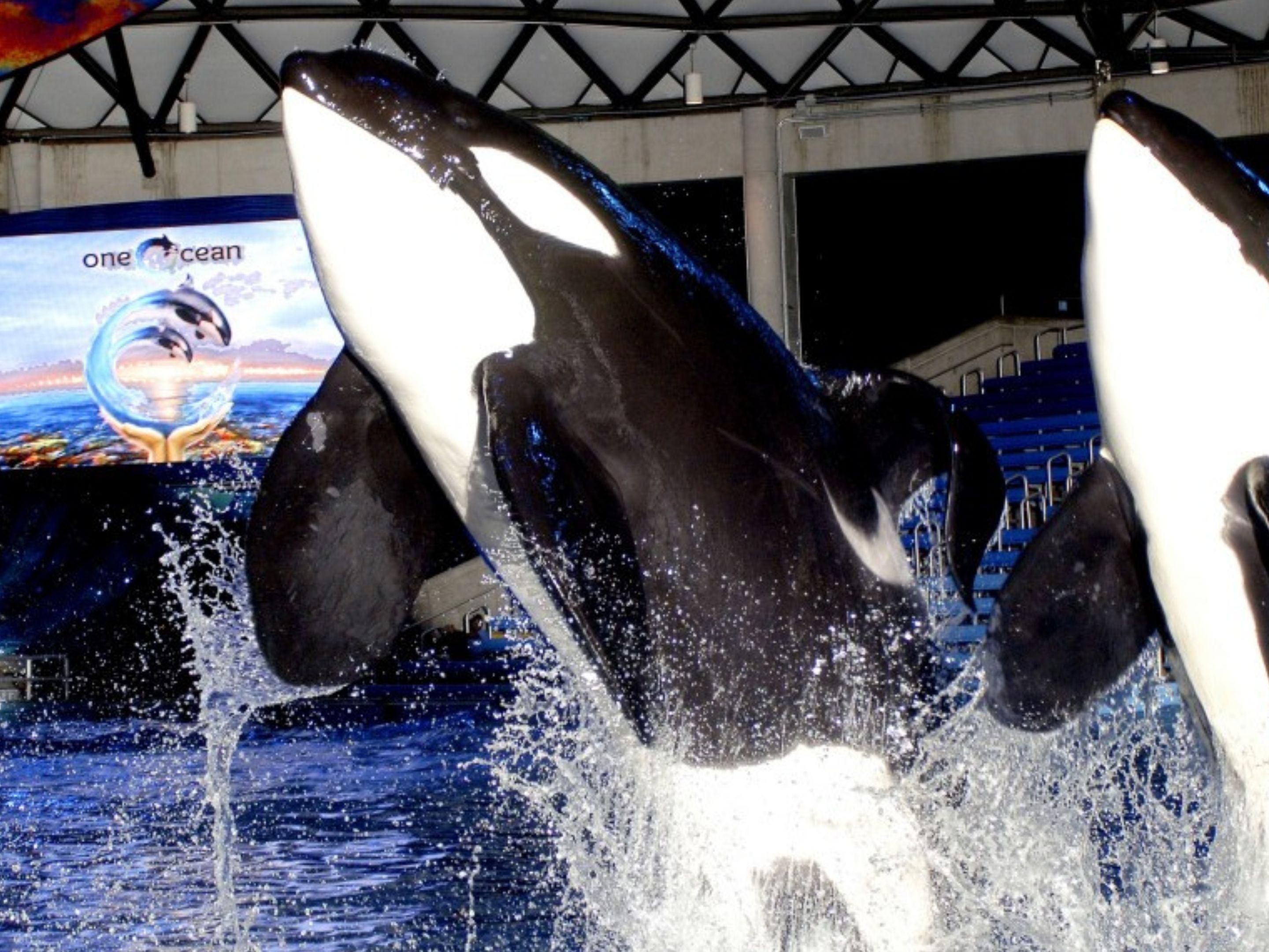 Dive into summer fun at SeaWorld San Antonio! From thrilling rides to incredible marine animal encounters and entertaining shows, there's something for everyone. Stay with us at Holiday Inn San Antonio SeaWorld and enjoy a summer of excitement and discovery at SeaWorld San Antonio's unforgettable events!