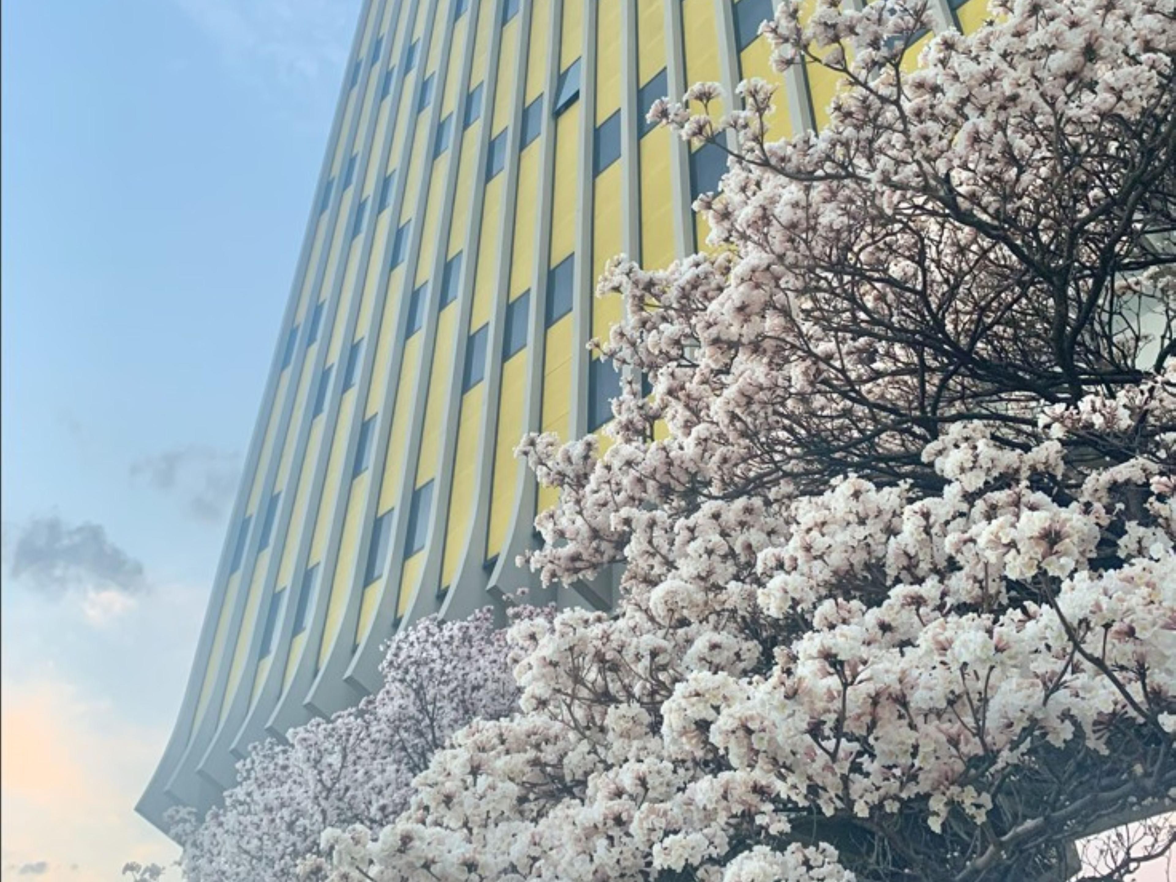Experience the vibrant beauty of spring with a visit to Holiday Inn Anhembi São Paulo, where stunning Ipê trees burst into colorful bloom. Enjoy a refreshing stay surrounded by nature’s seasonal splendor.