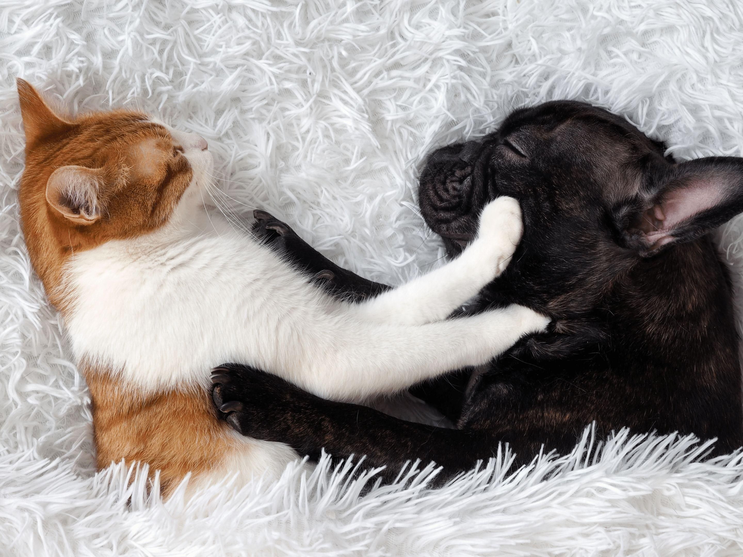 Встреча с кошкой. Две кошки. Как примирить кошку и кота. Как примирить кошку и кота. Картинки лучшие друзья навсегда котики.