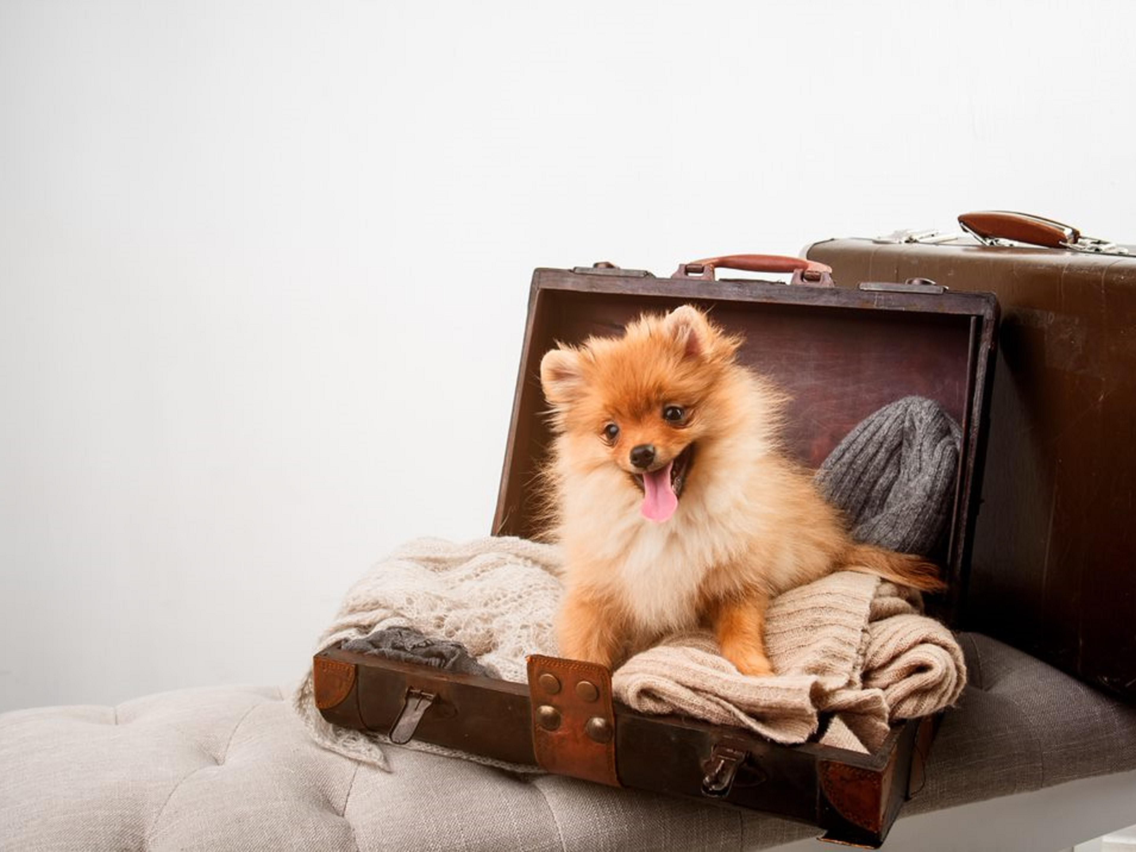 Need a place to rest with your pet? Pet friendly rooms and welcome treats are available. 