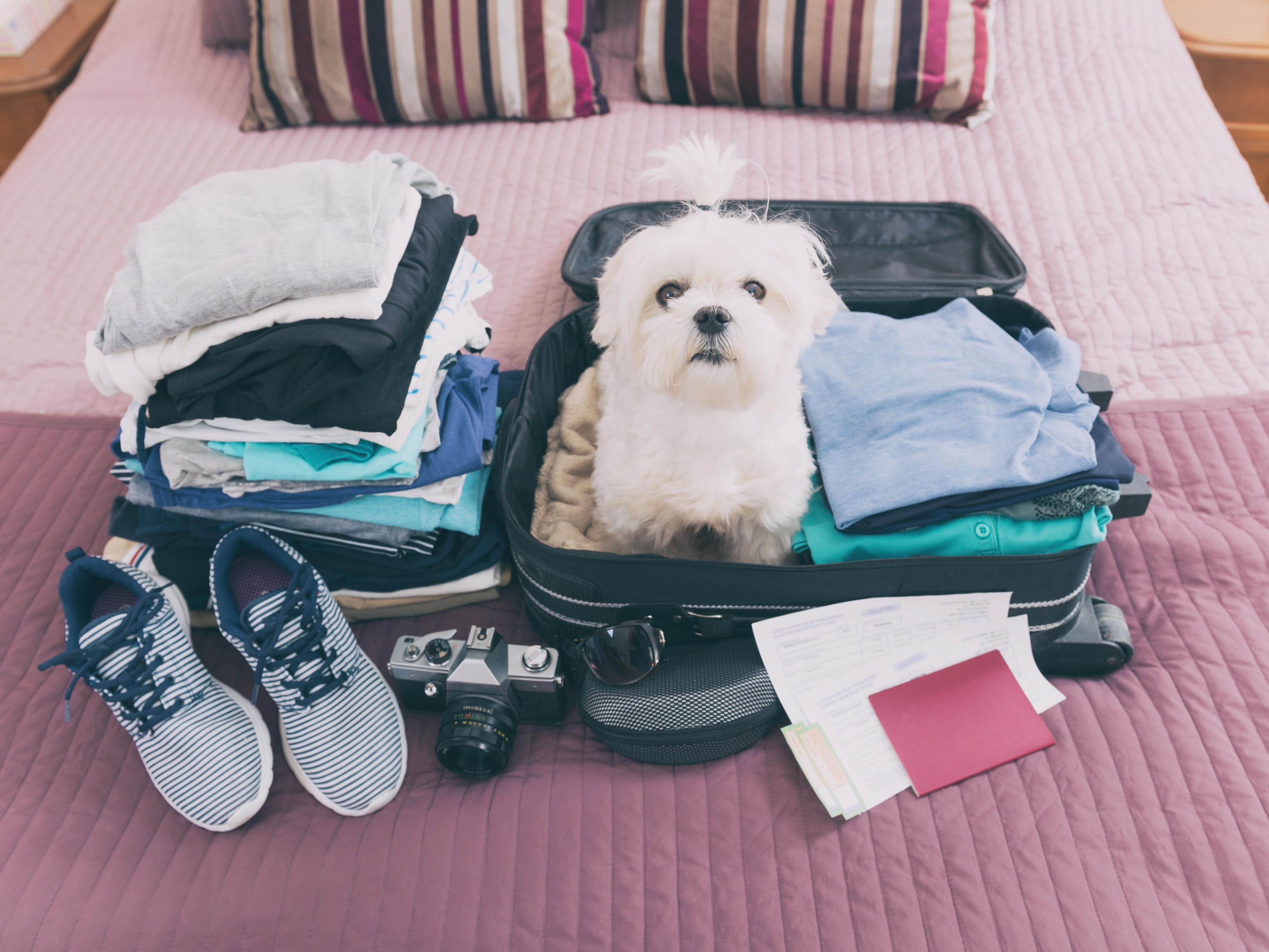 We're a pet-friendly hotel, allowing pets weighing up to 35 pounds with a pet deposit of 100 USD per stay.