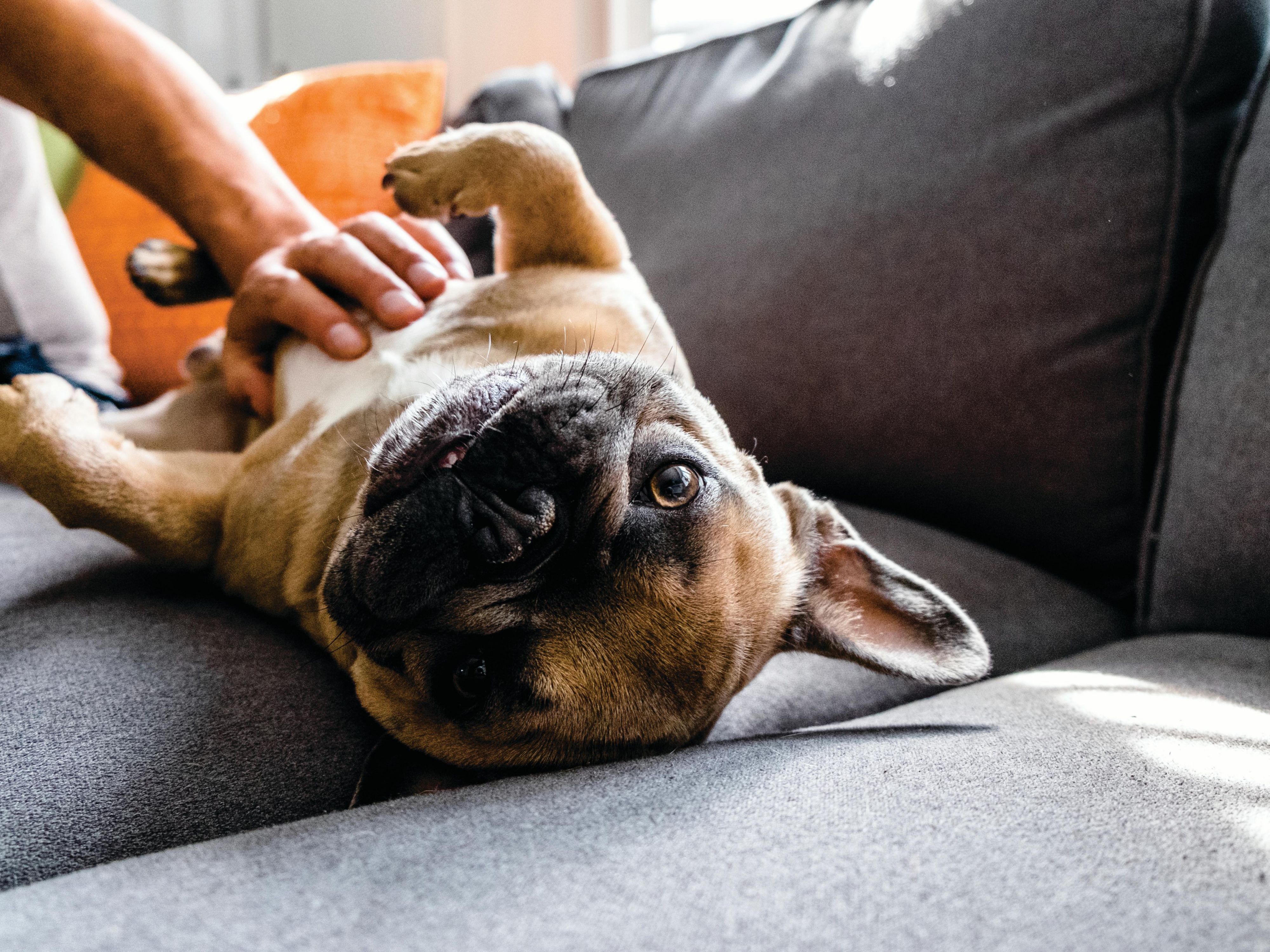 Pets stay free! We offer fully renovated pet friendly rooms so you don't have to leave your beloved pet behind!