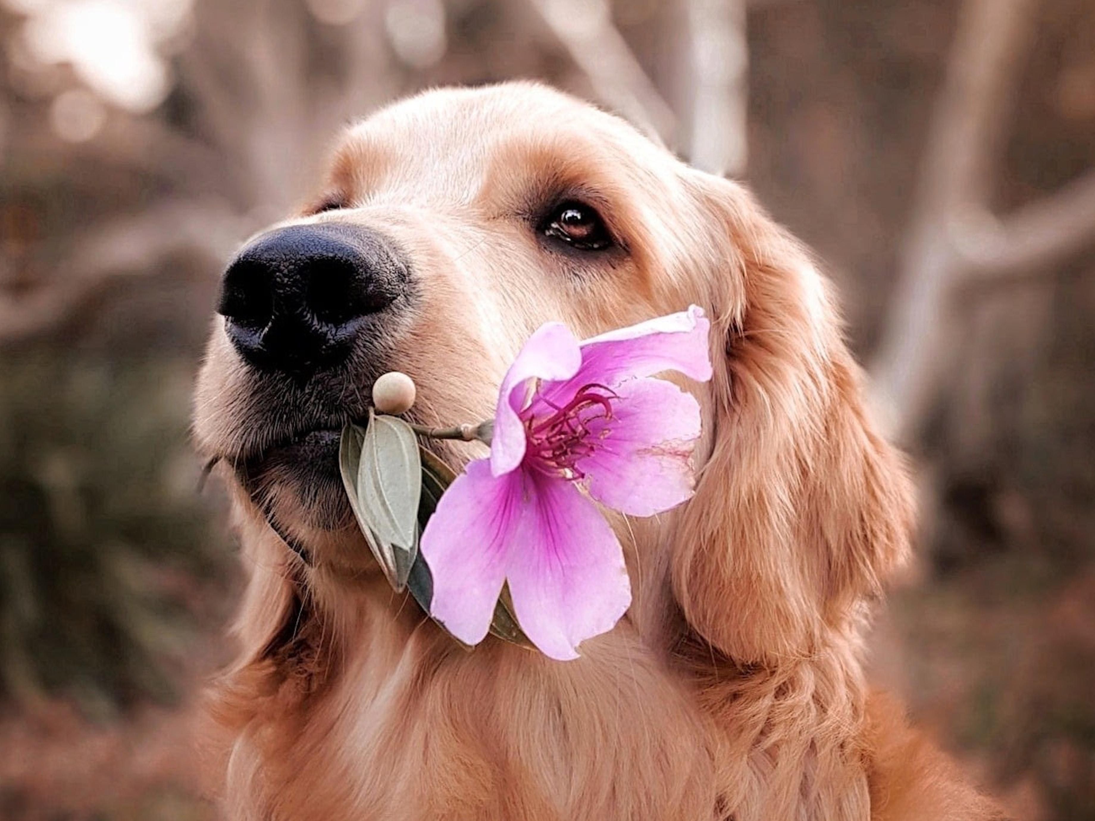 We love furry friends and welcome your pets to check in and stay with you as a guest too! Nightly pet fee of $25 per pet, with a $50 refundable deposit. Contact us for full details of our Pet Policy.