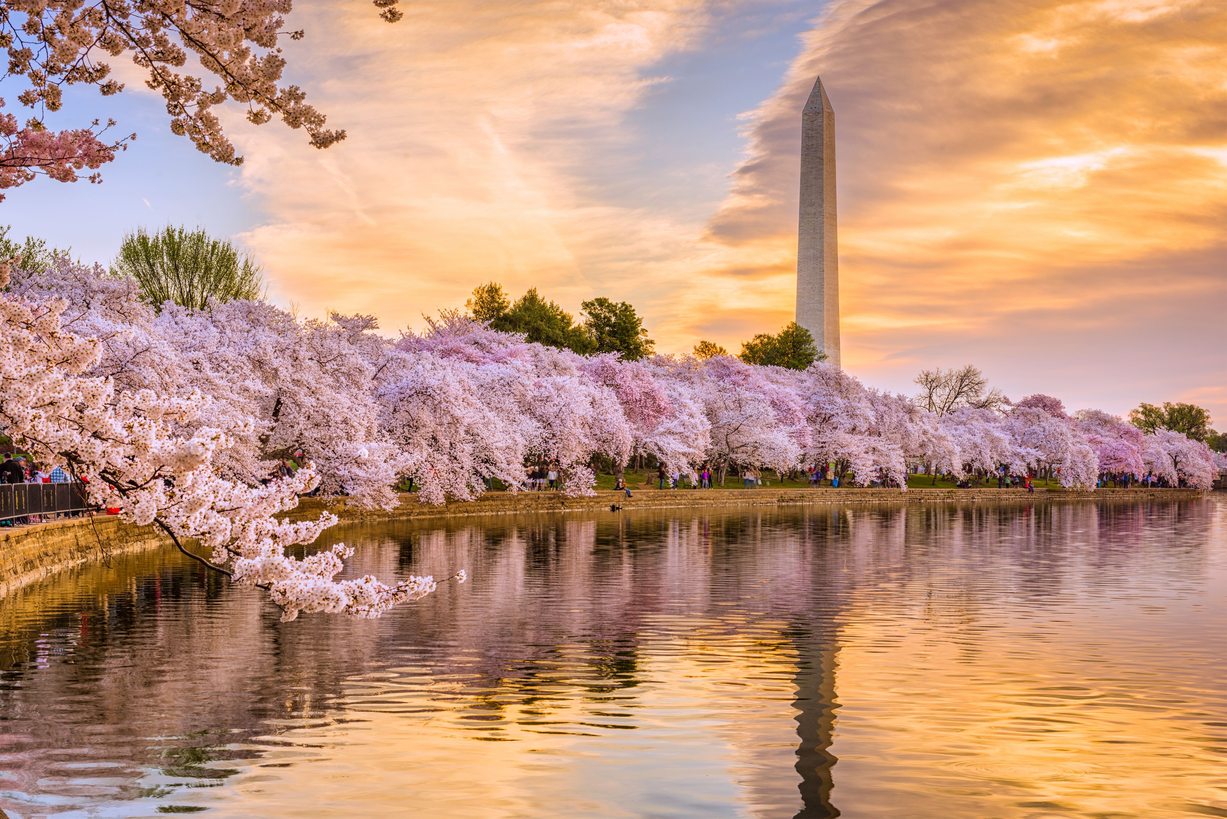 View of Cherry Blossoms surrounding the Tidal Basin