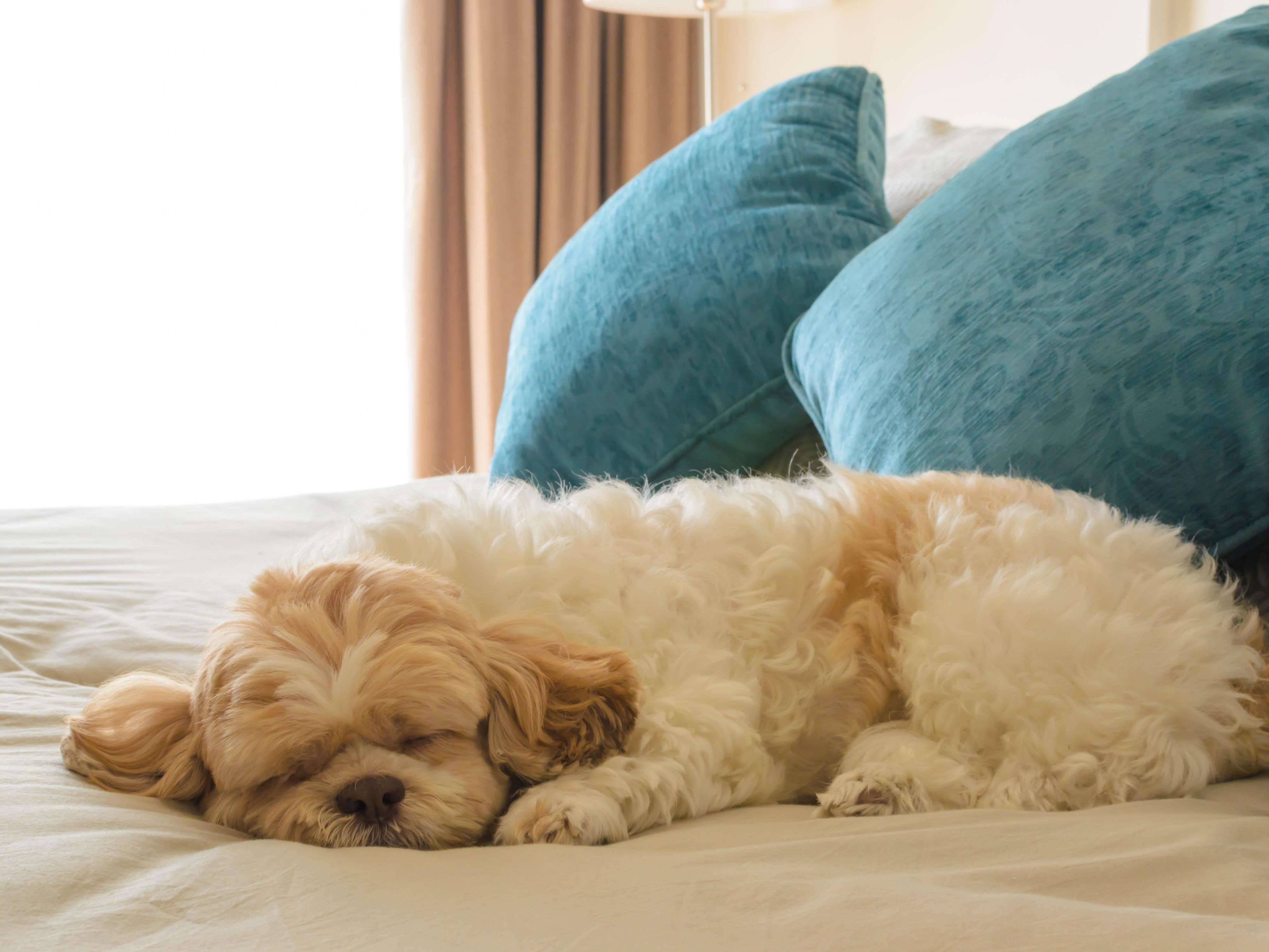 Our pet friendly hotel warmly welcomes your four-legged family members for just 6 EUR per night. Limited one pet per room. Bring your furry friend along for a tail-wagging good time and an unforgettable stay in Stuttgart.