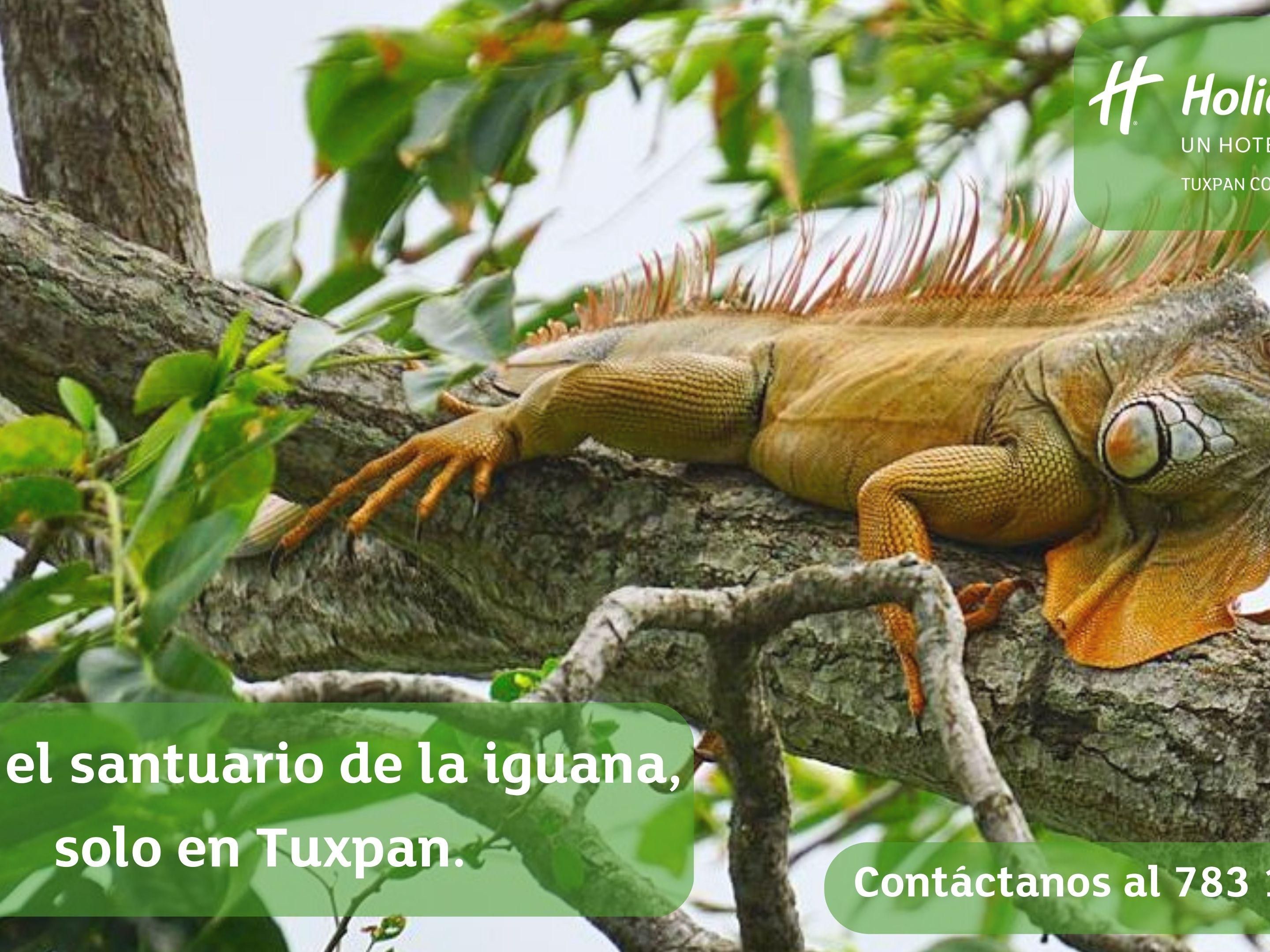 Do you know the iguanas?