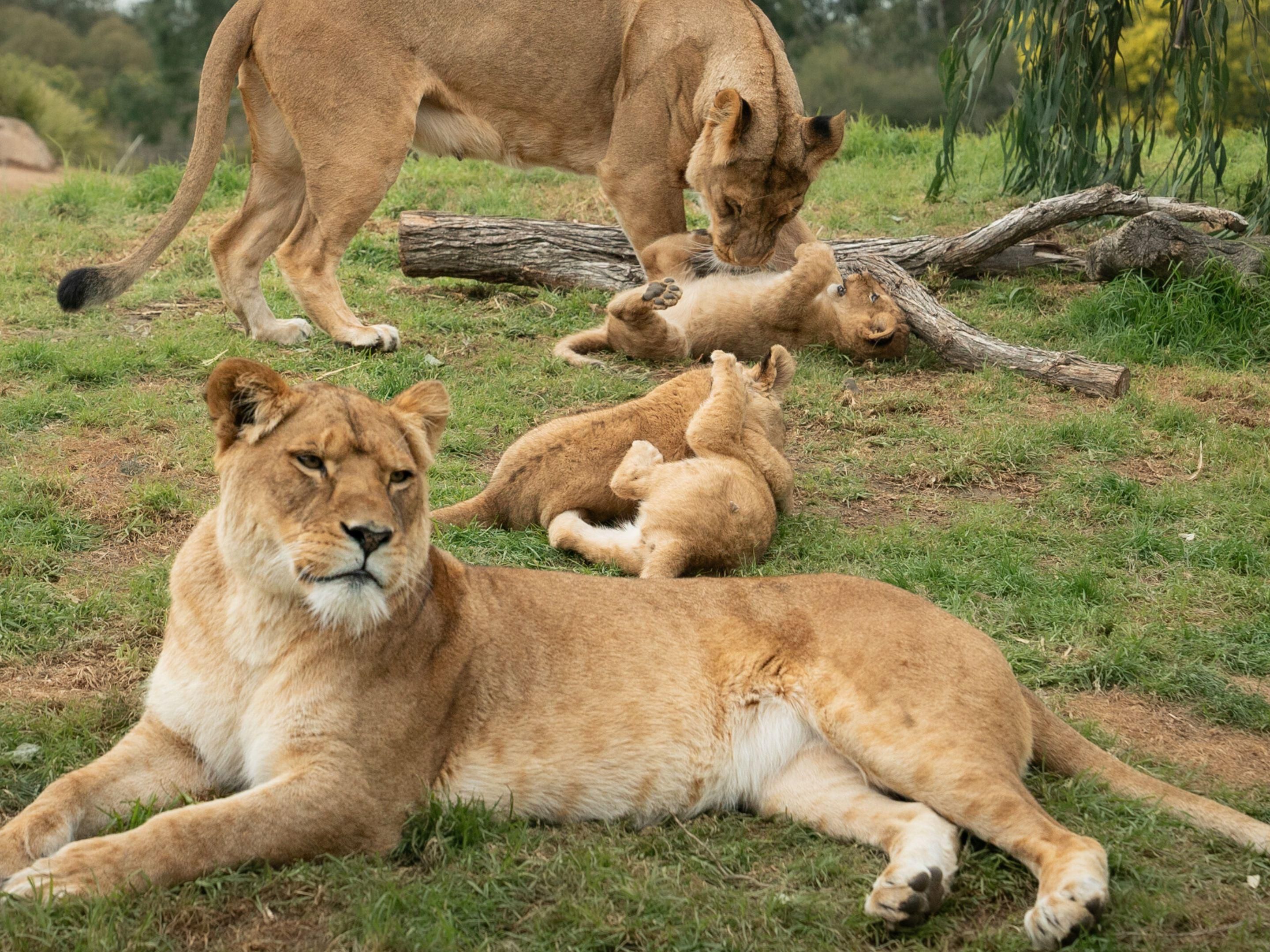 Embark on an African adventure - Just 7 minutes from Holiday Inn Werribee. Enjoy a  free guided safari through their unique savannah, where you can marvel at rhinos, giraffes, and zebras! Don't forget to visit the brand new lion cubs!