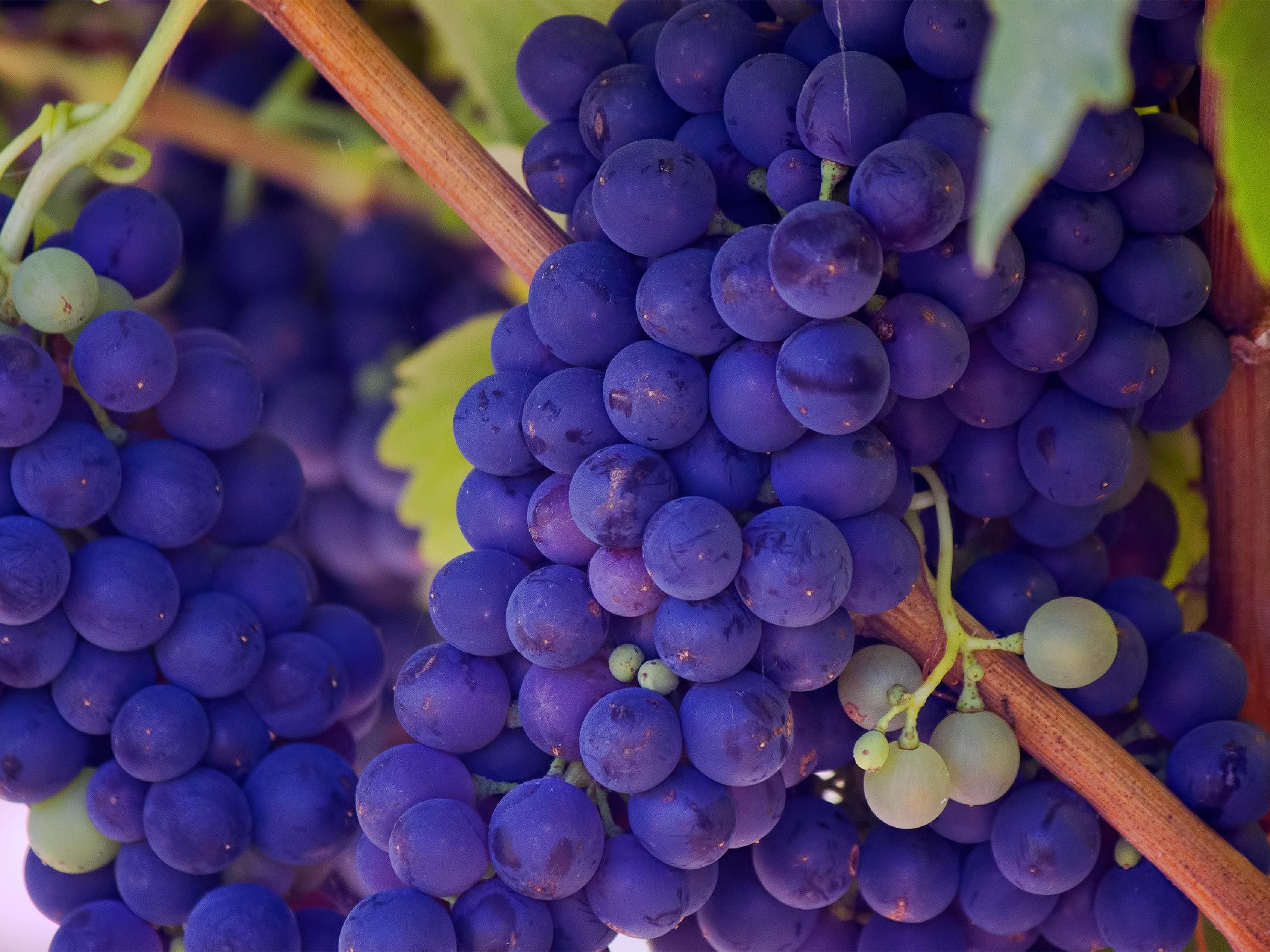 Experience all that the Shenandoah Valley has to offer, that includes visiting a local winery or brewery while enjoying breathtaking views.
