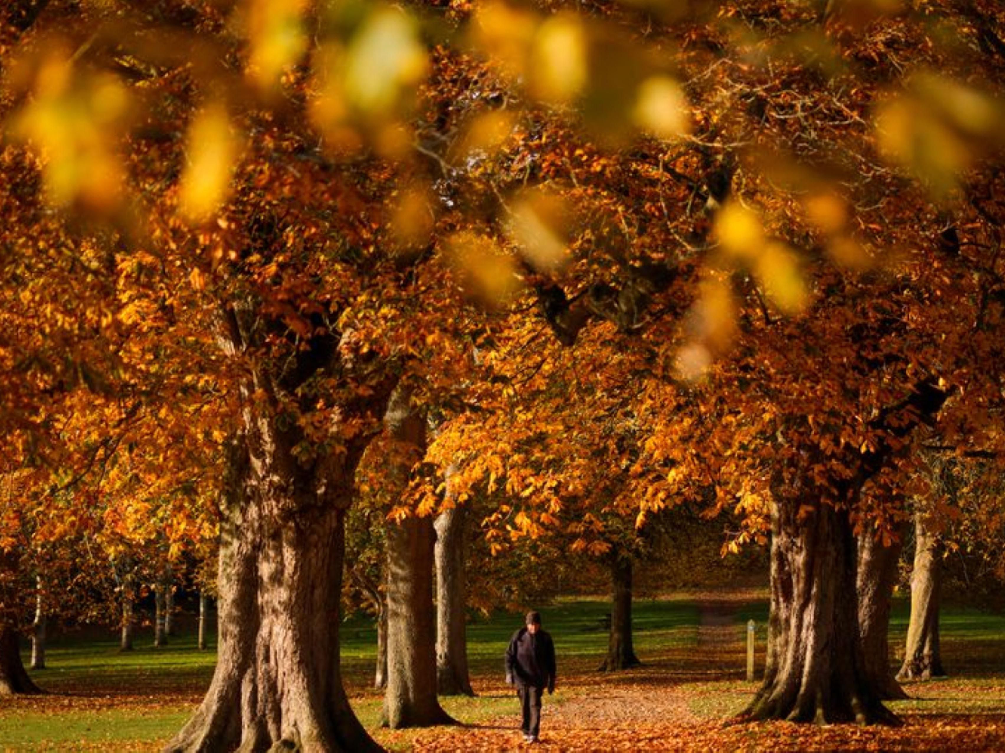 Autumn Splendour