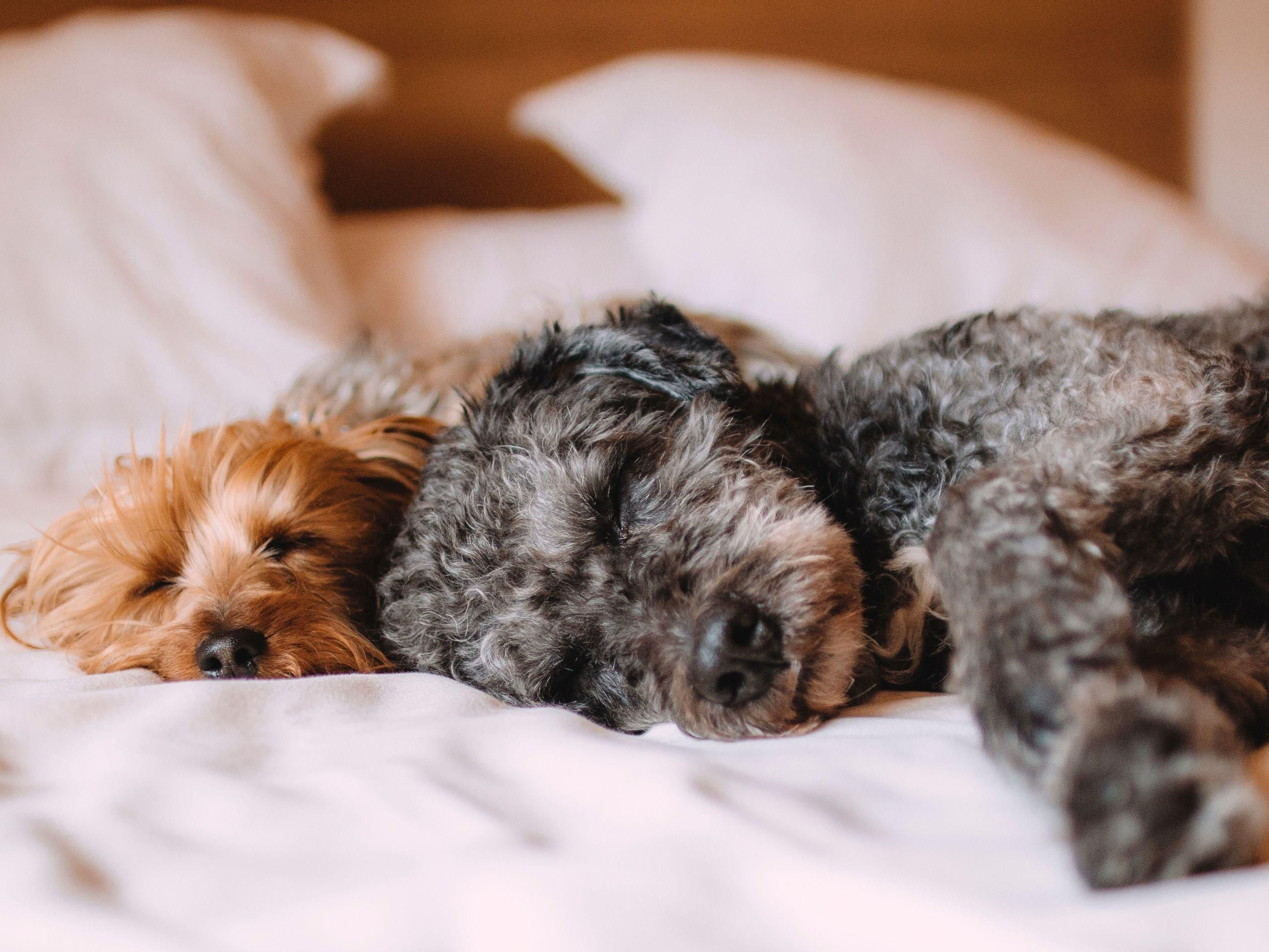 Dogcation