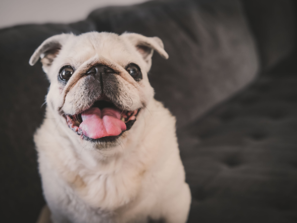 Pet image