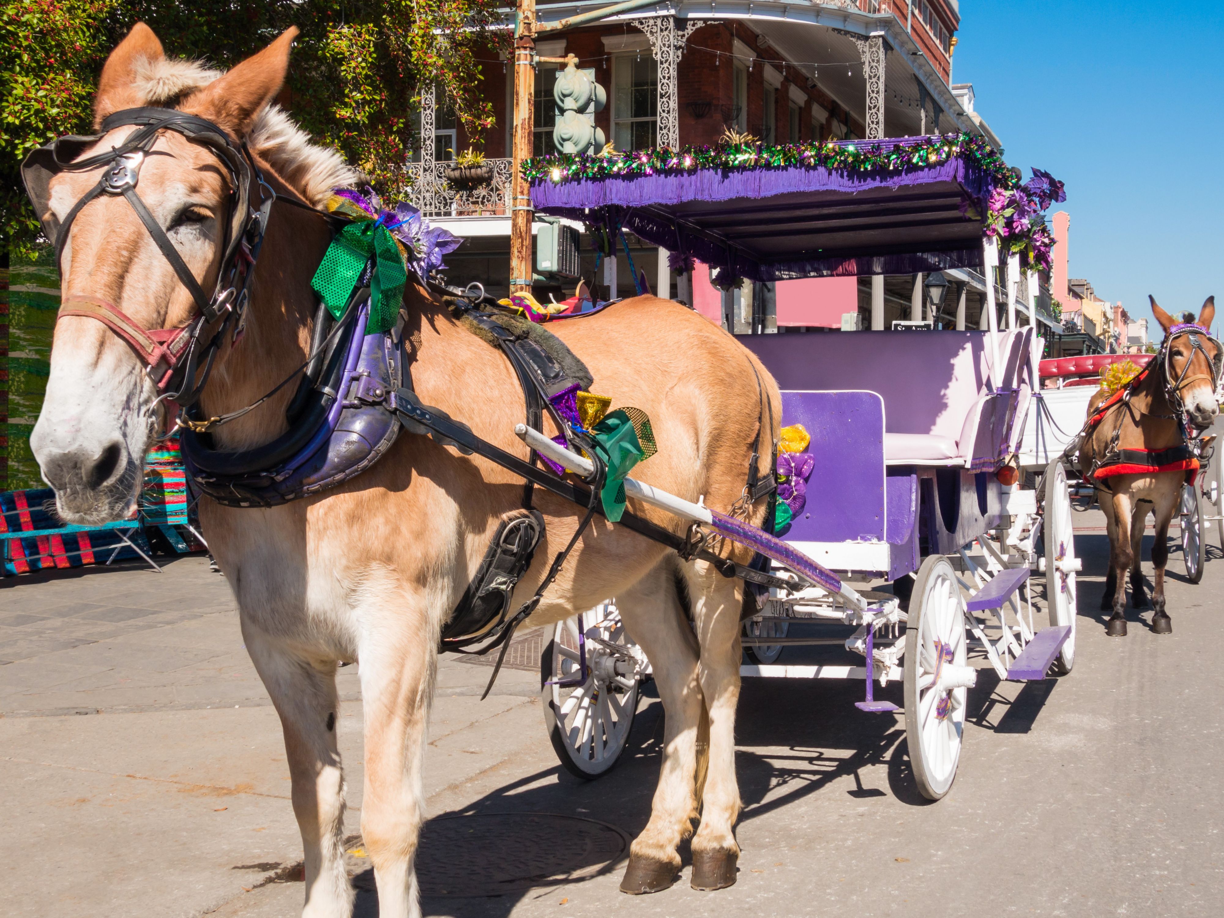 horse carriage