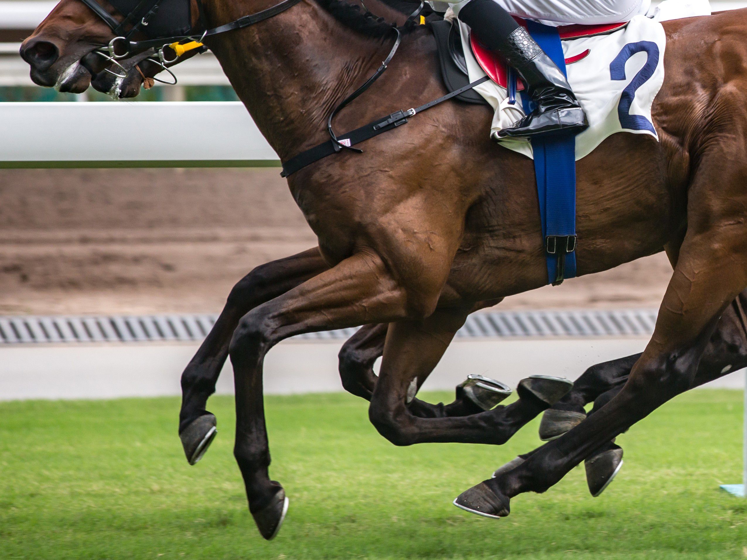 Horse Racing