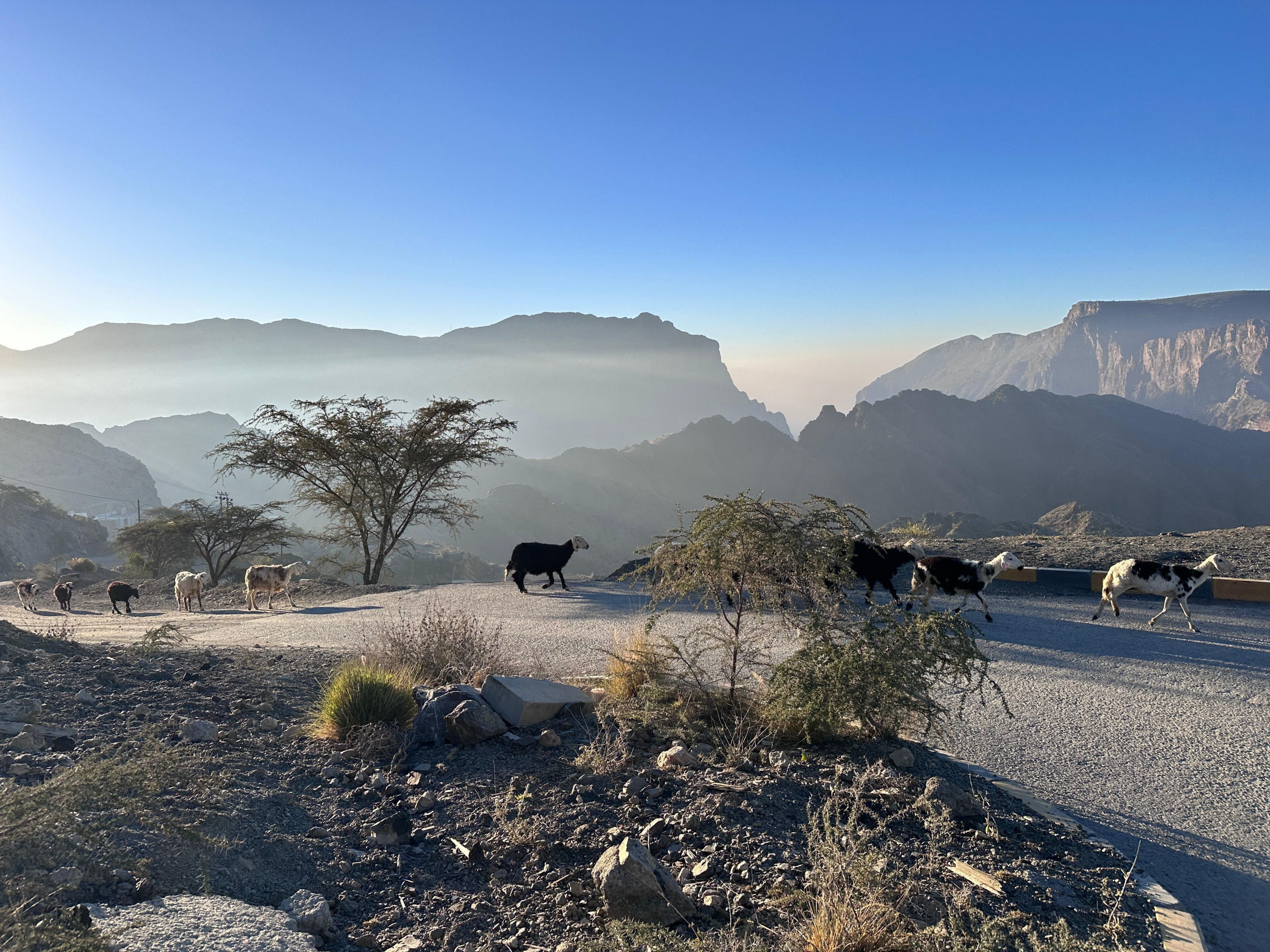 Jabal Akhdar's early morning sheep graze in peaceful calm