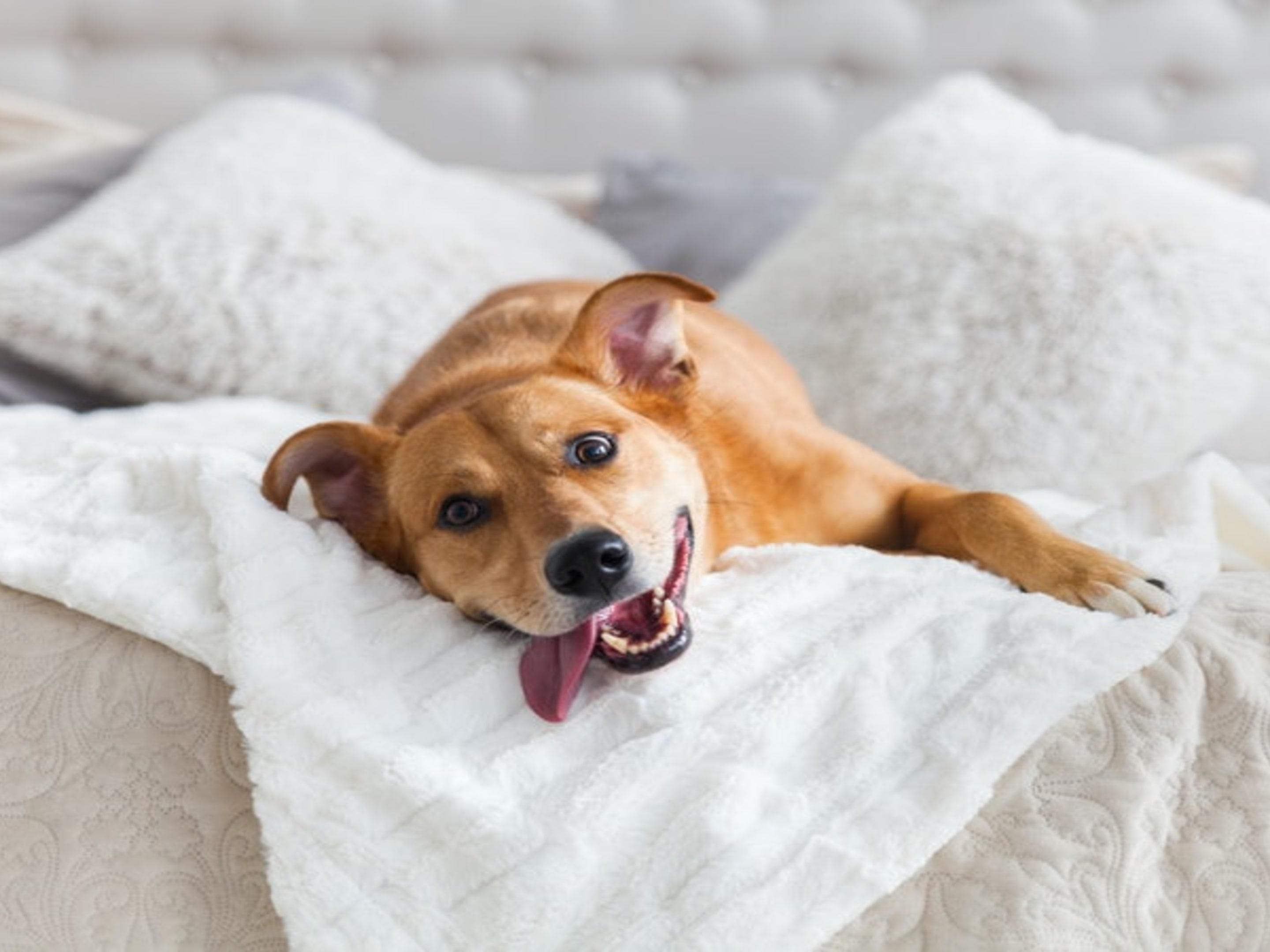 dog laying on the bed