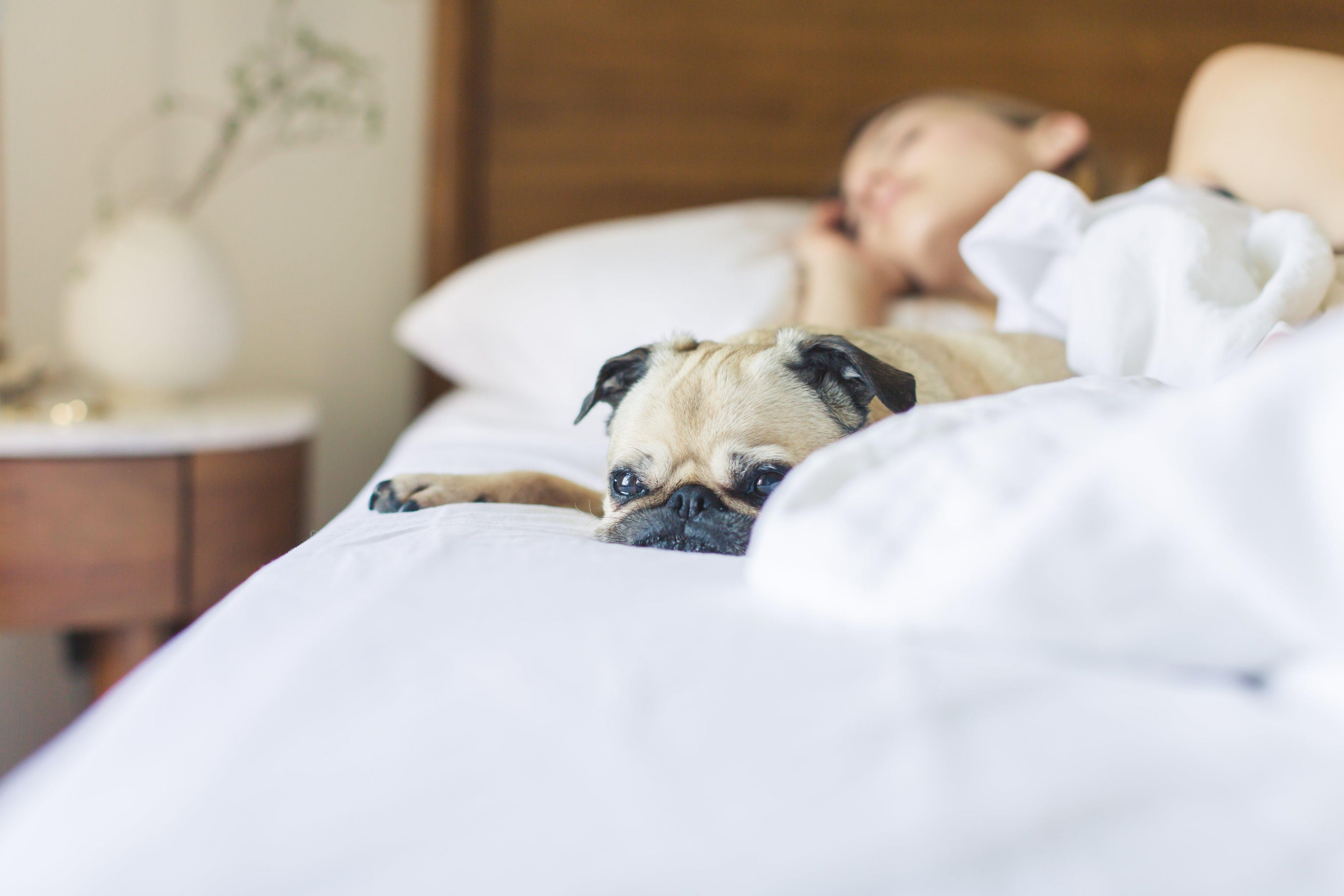 Is your travel experience enriched when you bring your four-legged friend? We have space for you and your furry friend. Book today! Non-refundable pet fee applies. 