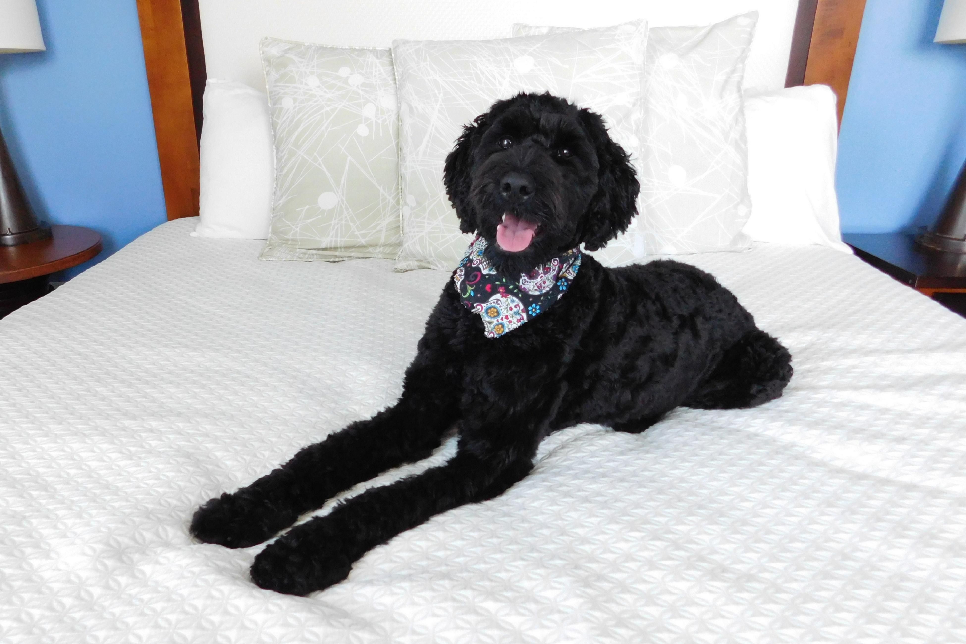 You and your pets will enjoy luxurious guest rooms with breathtaking views and drinks and our unbeatable downtown location, close to the pet-friendly Asheville Attractions. 

Pet Policy
-$75.00 One time non-refundable pet fee
-Weight limit of 80lbs
-Please crate your pets while you are not in your room or Housekeeping cannot enter.