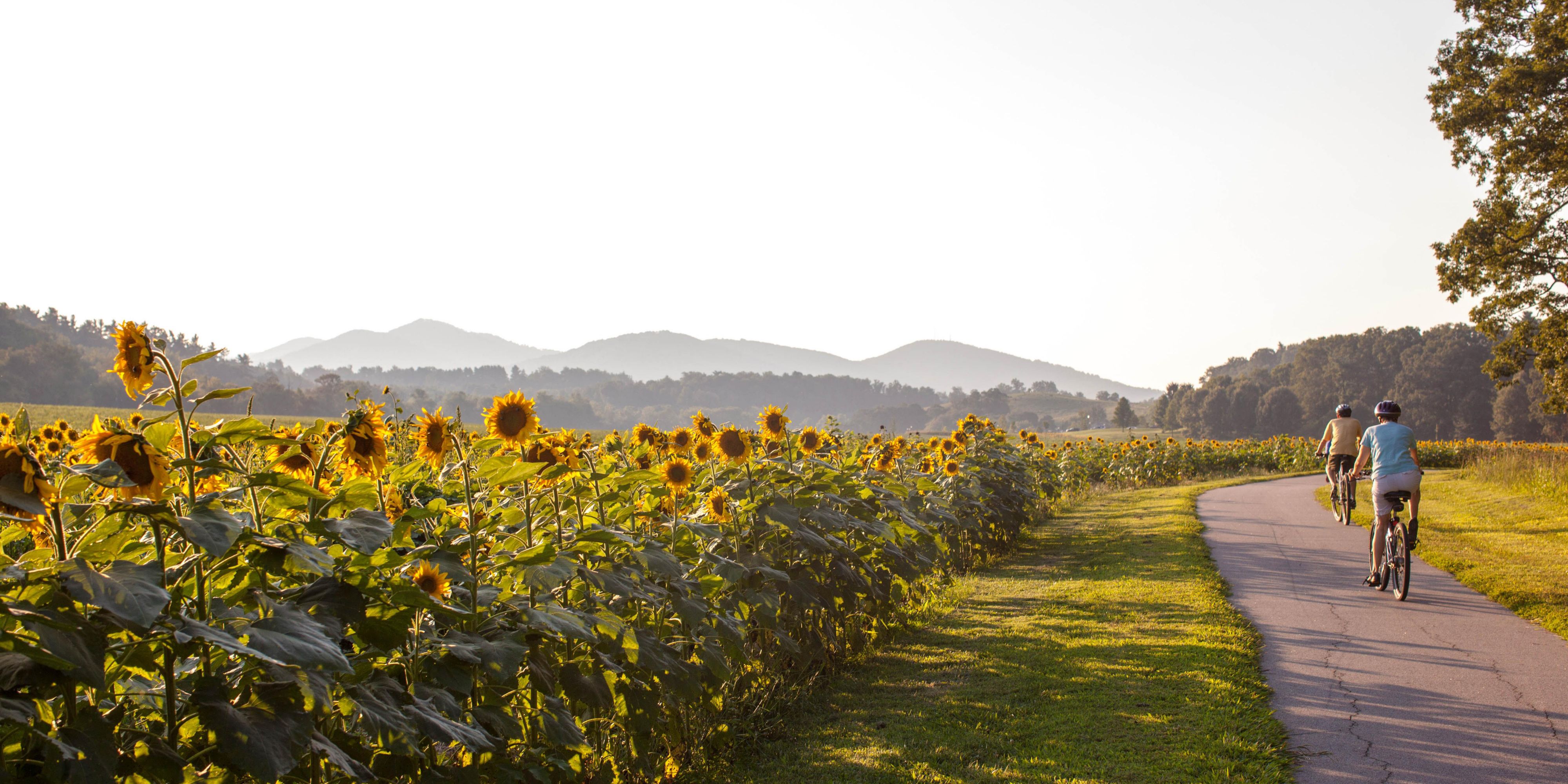 Bicycle through the Summer Sunflower at The Biltmore