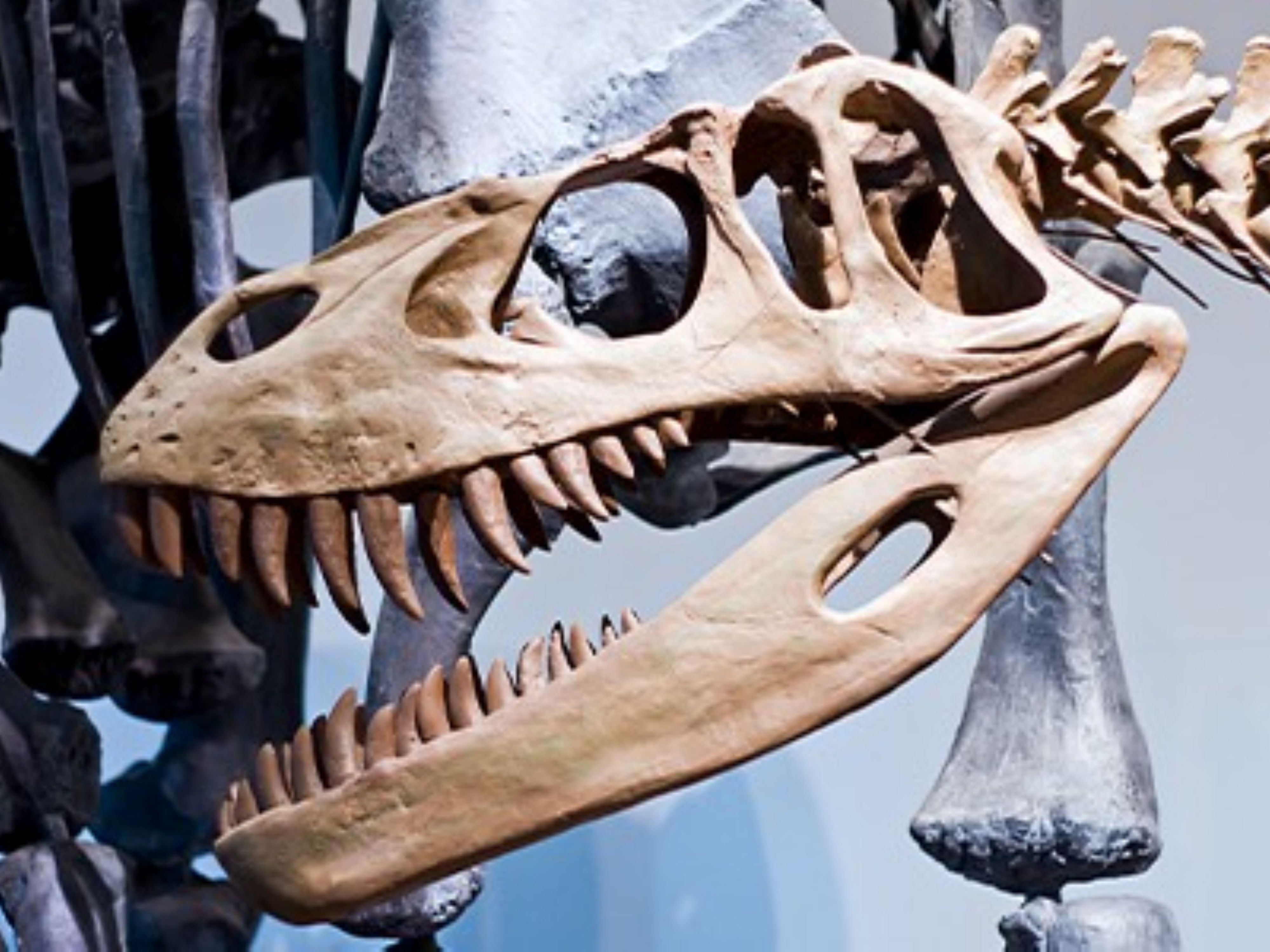 Fossilized dinosaur skull with sharp teeth on museum display. 