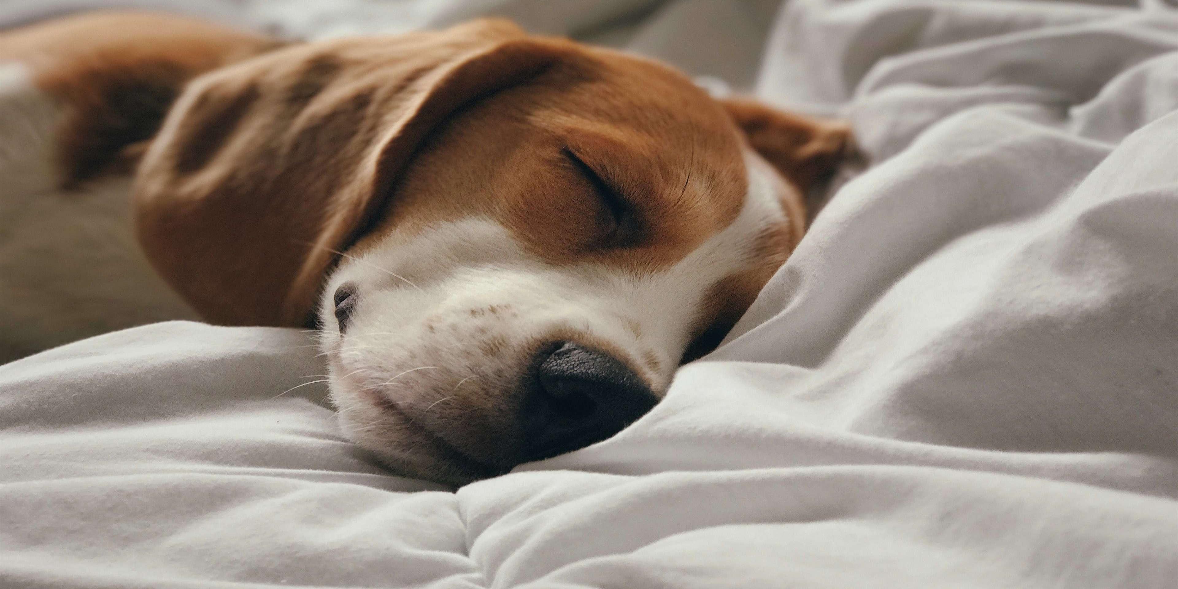 pet on bed