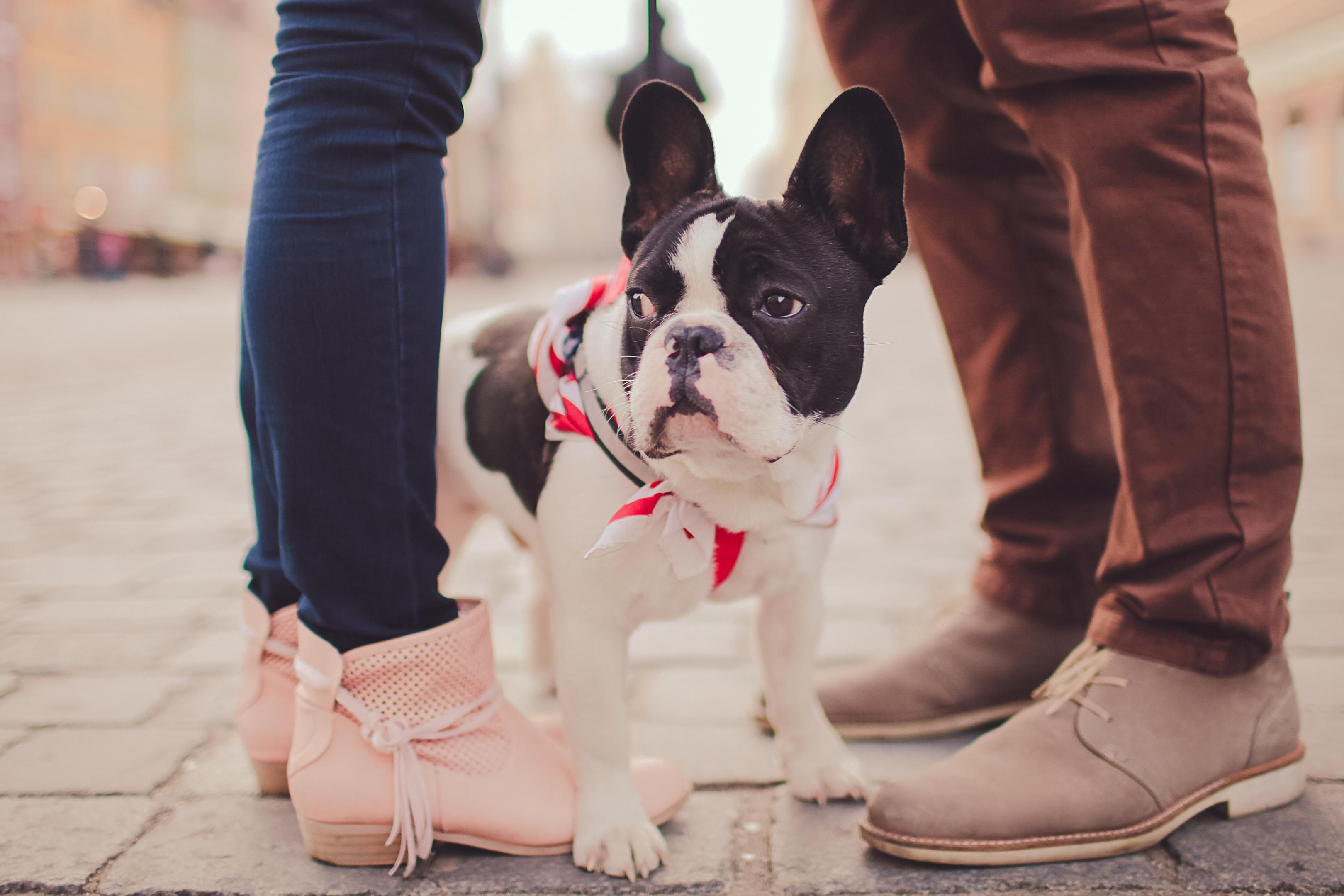We know your pet is part of the family, especially when you are on the road. That is why we are not just pet friendly but we are pet preferred. Our pet friendly boutique hotel rolls out the red carpet for your fur baby, there is a one-time $75 non-refundable pet fee. Limit of 2 pets. The weight limit is 50 pounds per pet.