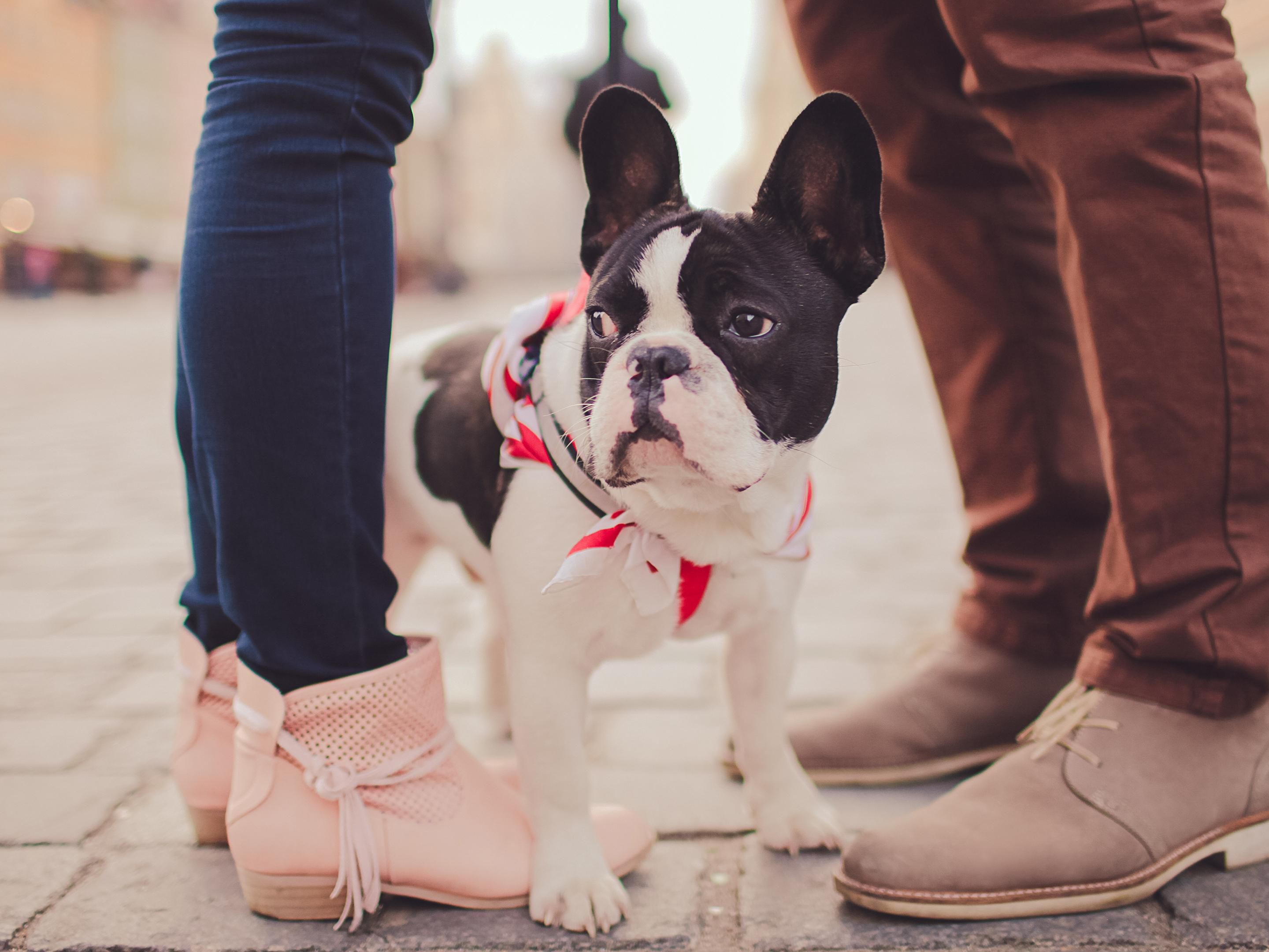 Bring your Awesome Pet for Awesome Stay