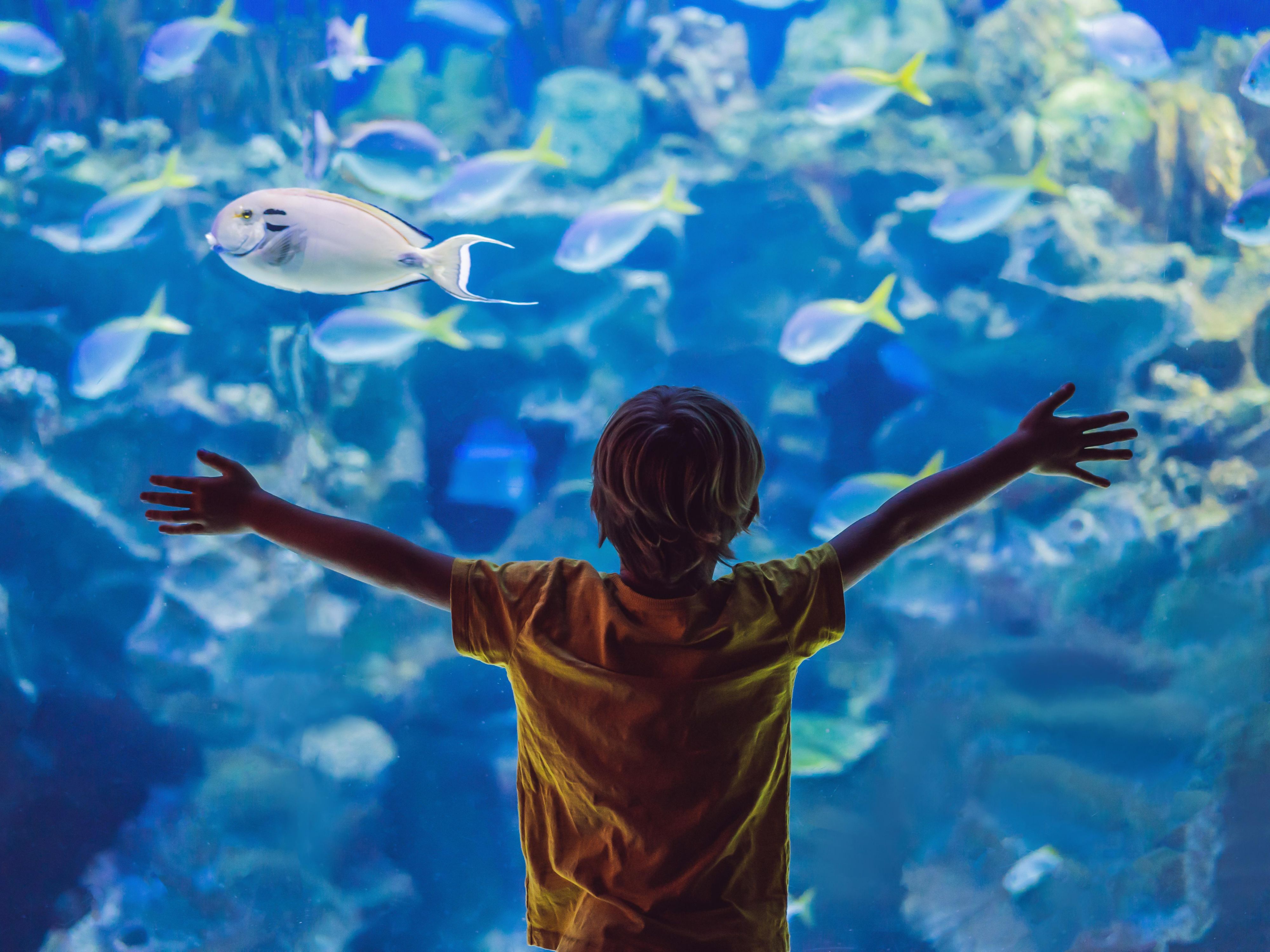 Boy standing in front of aquarium tank