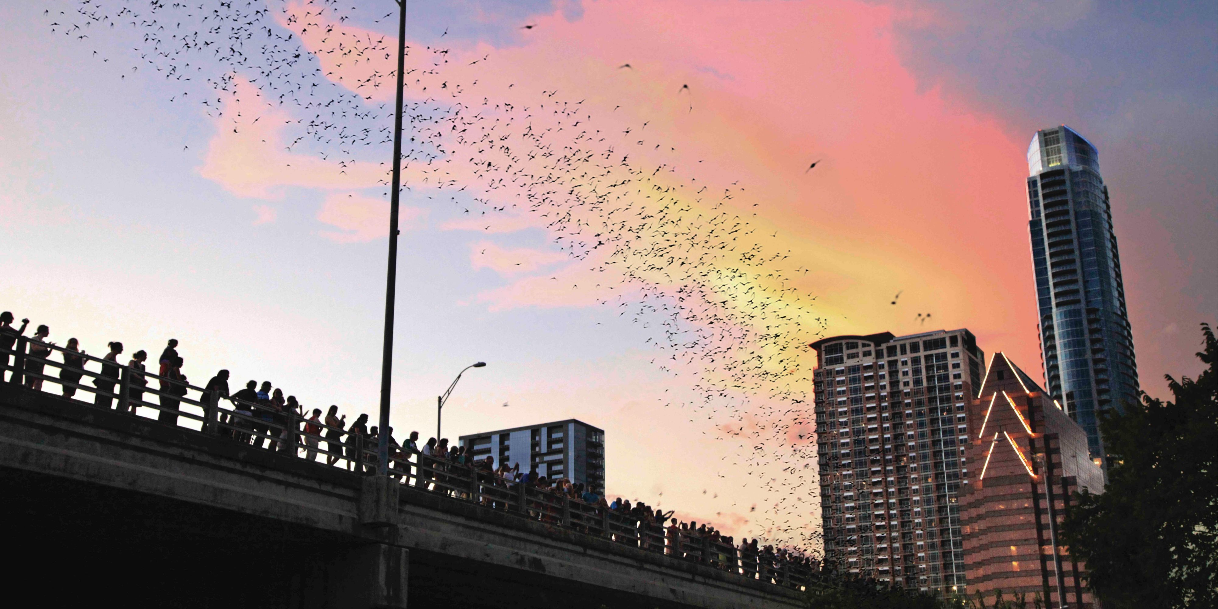 Bats at South Congress Bridge (Courtesy Visit Austin)