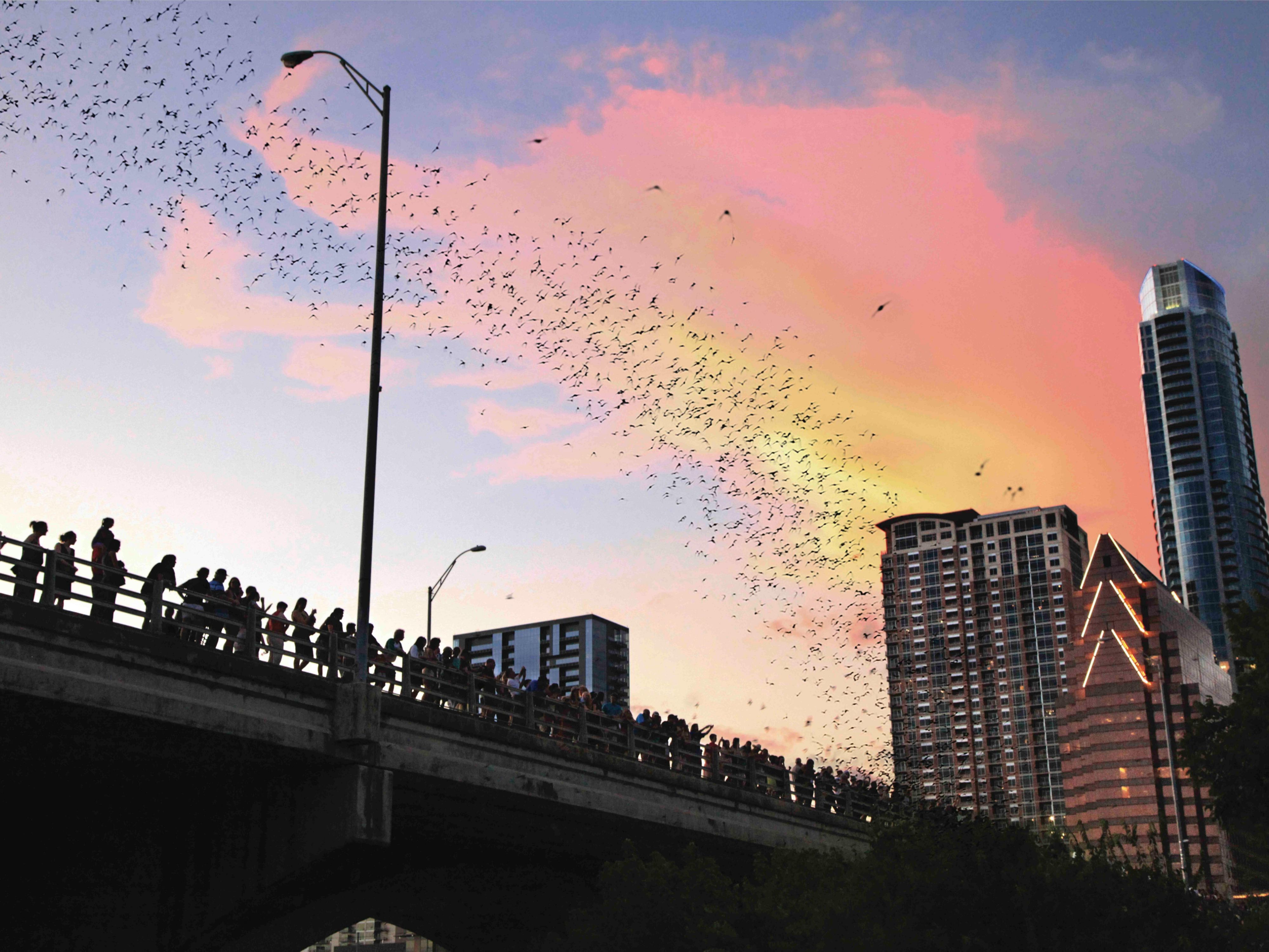 Watch Austin’s famous bats soar from Congress Avenue Bridge.