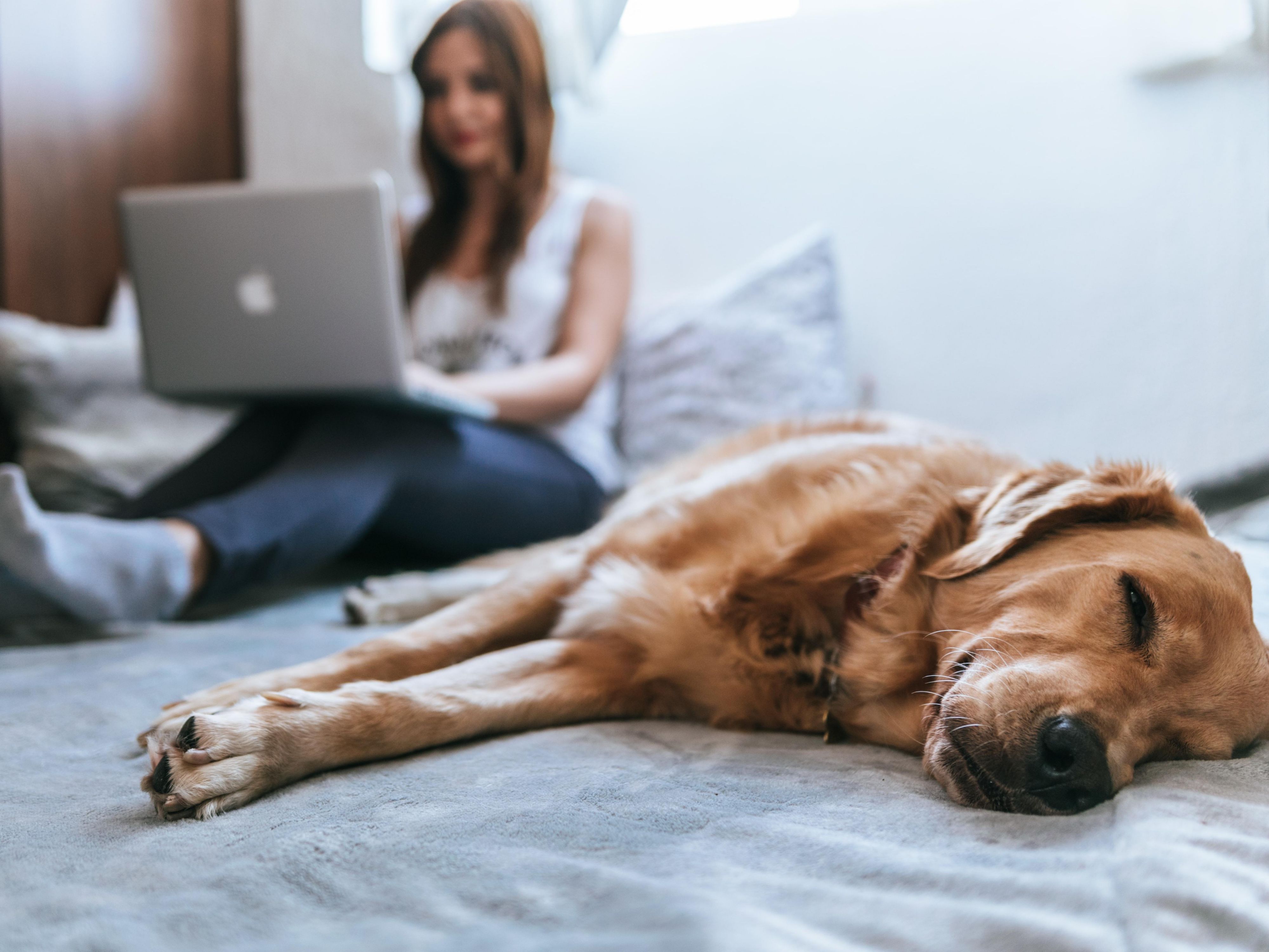 Pets are part of the story here. Hotel Indigo Baltimore Downtown welcomes two pets per room with water bowls, treats, and comfy accommodations. Howard’s Park Dog Park is a short walk away, and our Pet Package includes extra perks to pamper your travel companion. A $25 nightly pet fee applies.