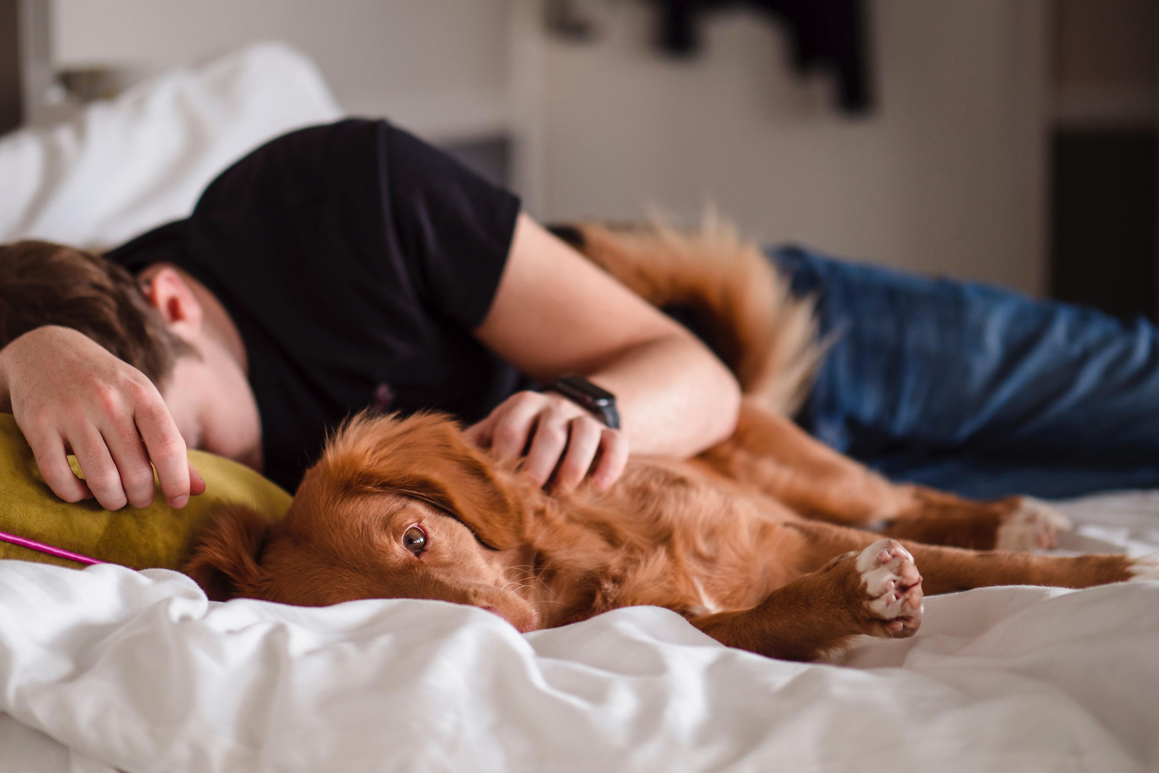 When it comes to pet-friendly hotels in Baltimore, MD, there are none more welcoming than Hotel Indigo® Baltimore Downtown. Relax in our spacious accommodations in downtown with water bowls and treats, then walk over to Howard's Park Dog Park, just three blocks away. We welcome two pets per room and require a $25 pet fee per night.