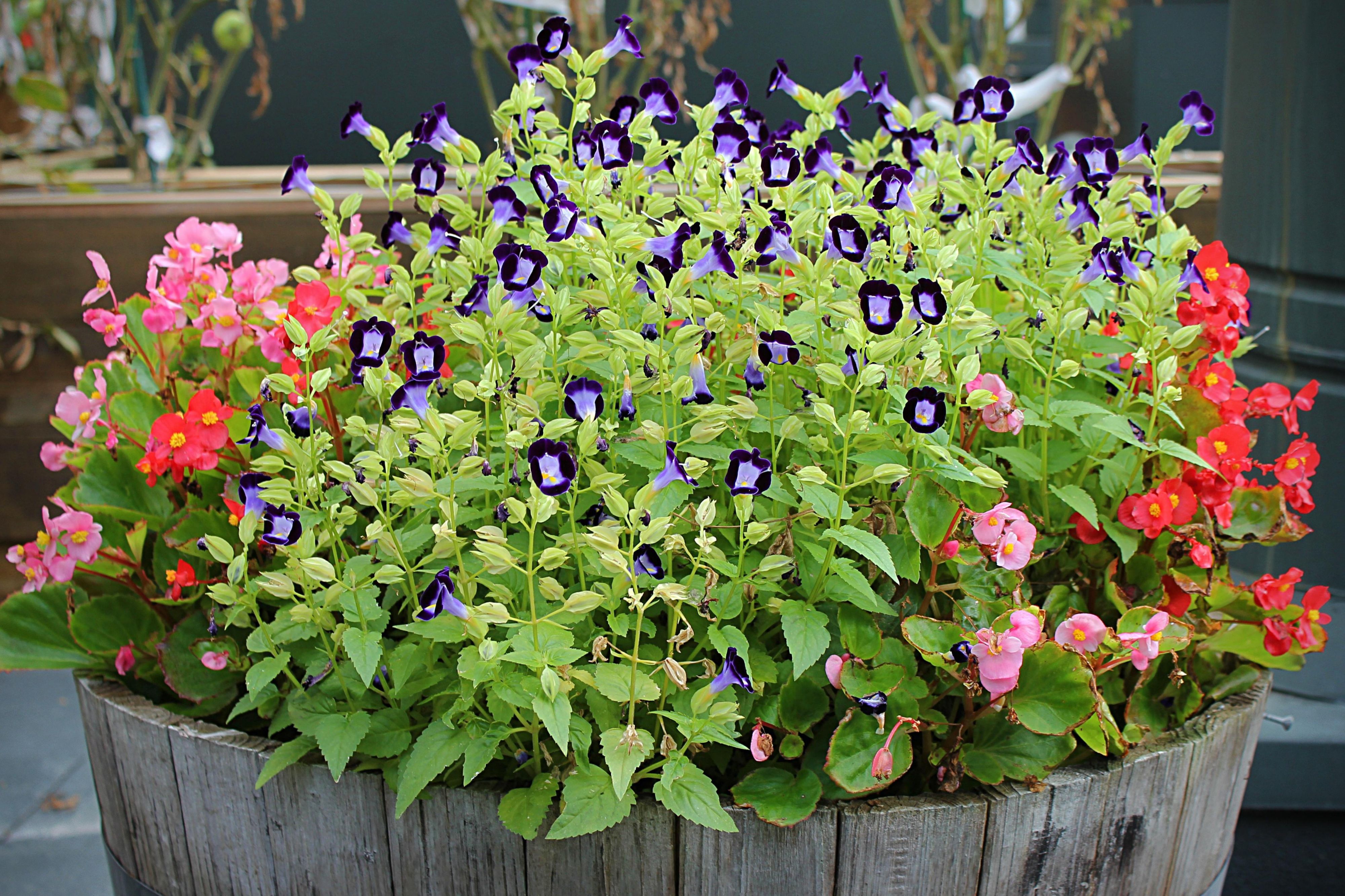 Hotel Indigo Baton Rouge has a beautiful rooftop garden with flowers, herbs, peppers, and honey produced by our very own bee colony. Request a 2nd Floor Queen Room to see the view. 