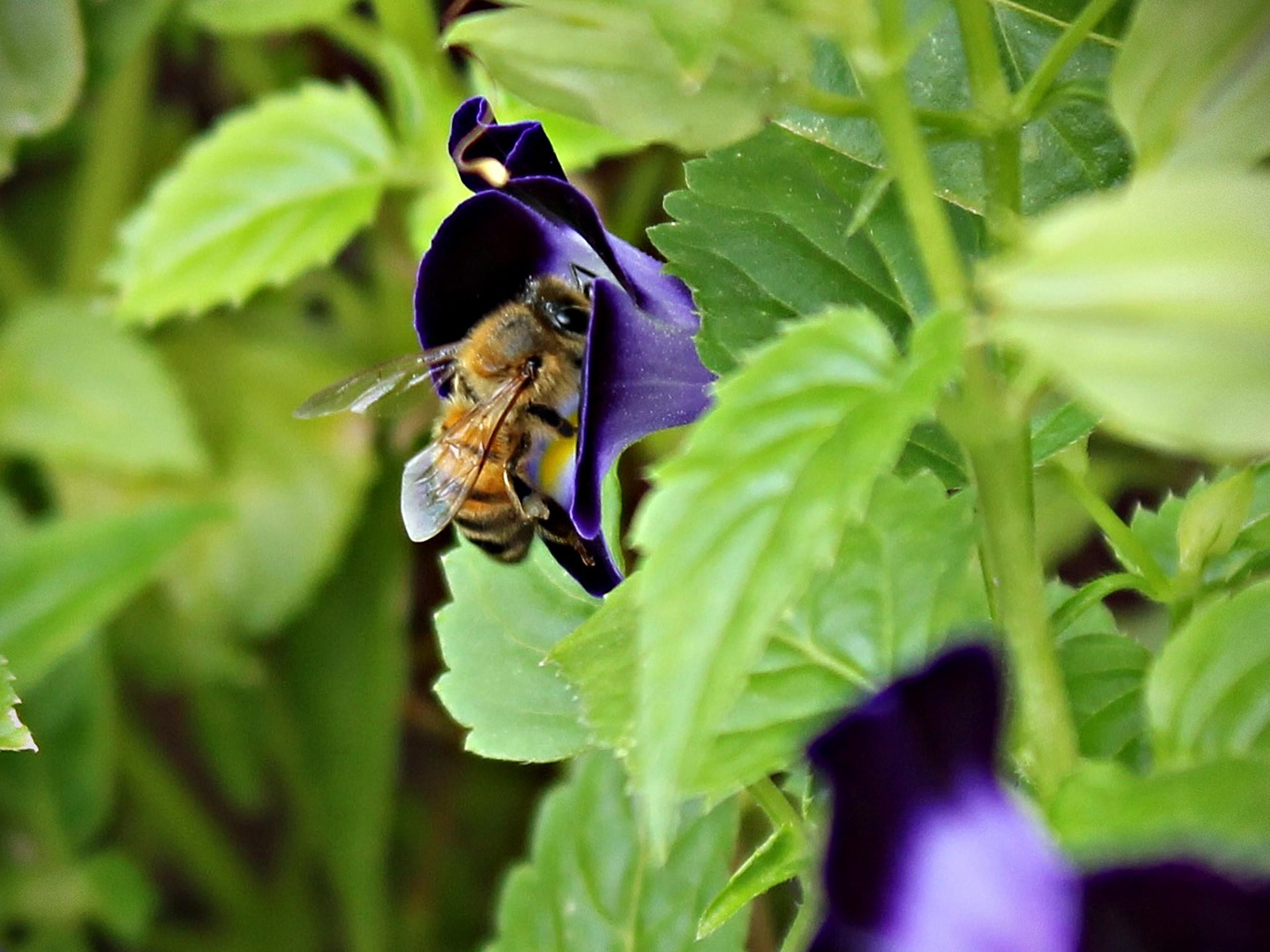 Hotel Indigo Baton Rouge has a beautiful rooftop garden with flowers, herbs, peppers, and honey produced by our very own bee colony. Request a 2nd Floor Queen Room to see the view. 