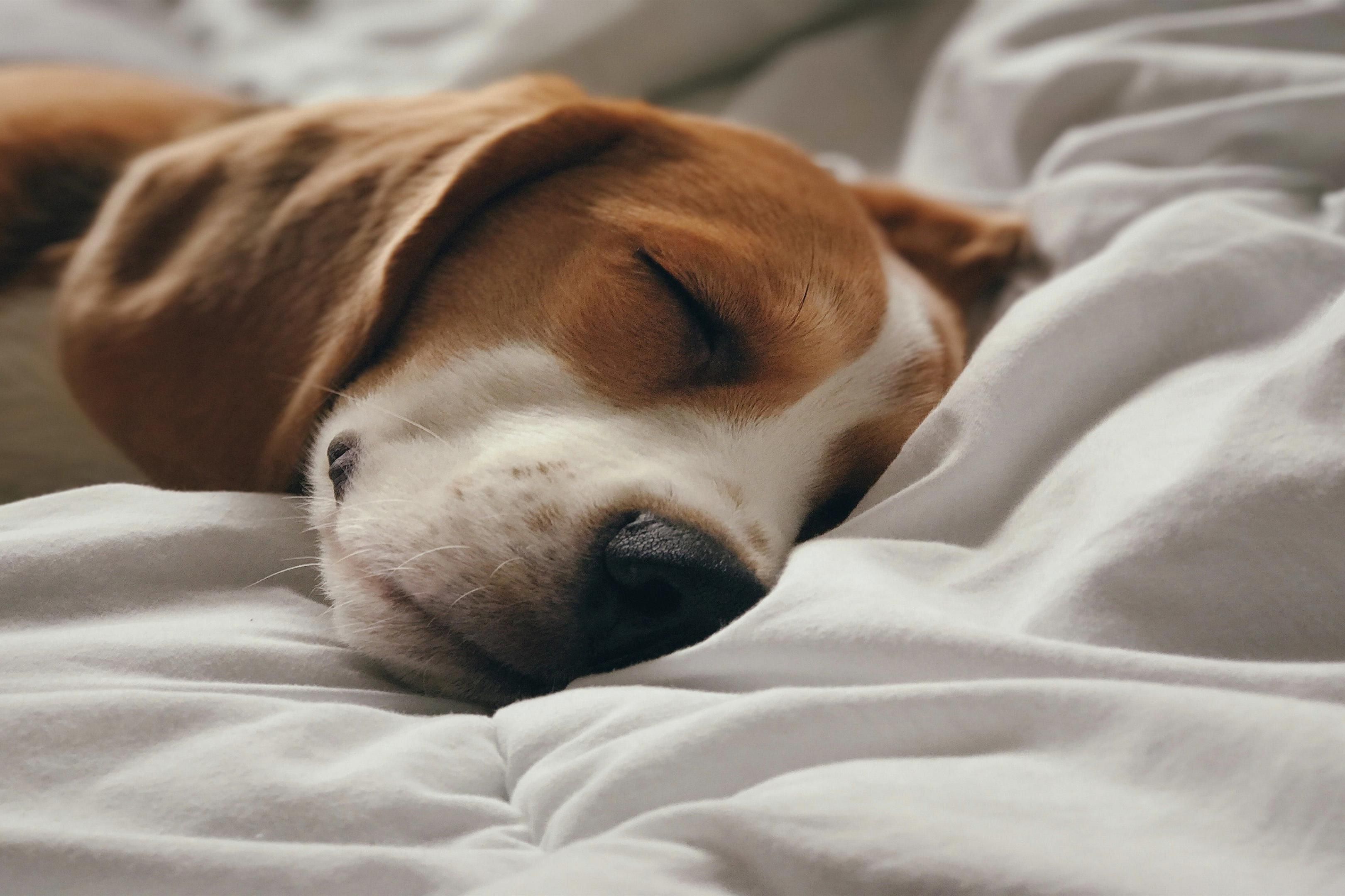 The Hotel Indigo Boston Garden is pet friendly! We welcome pets of all shapes and sizes so you and your best friend can explore Boston together!