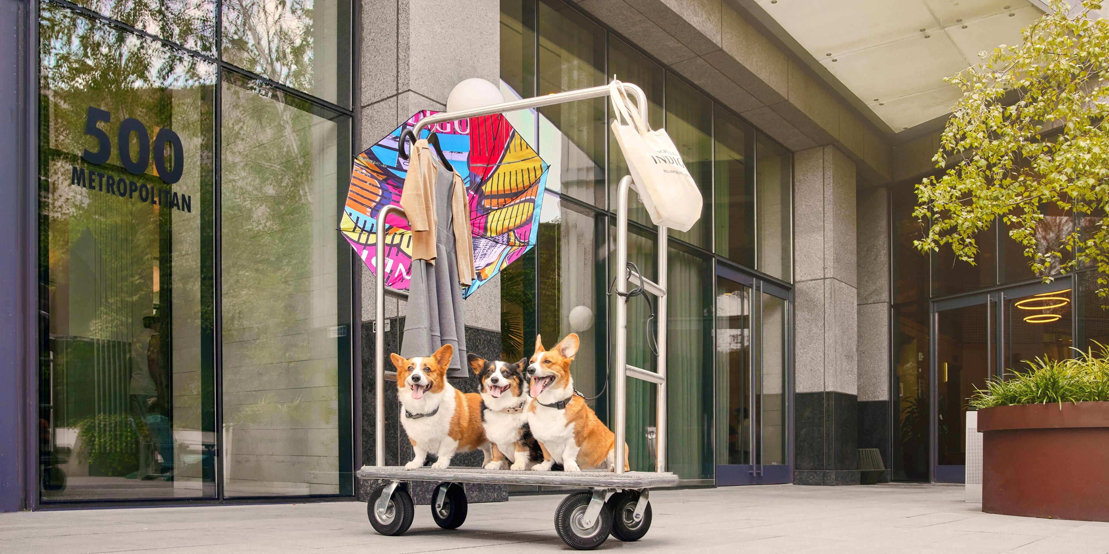 three small dogs on a luggage cart