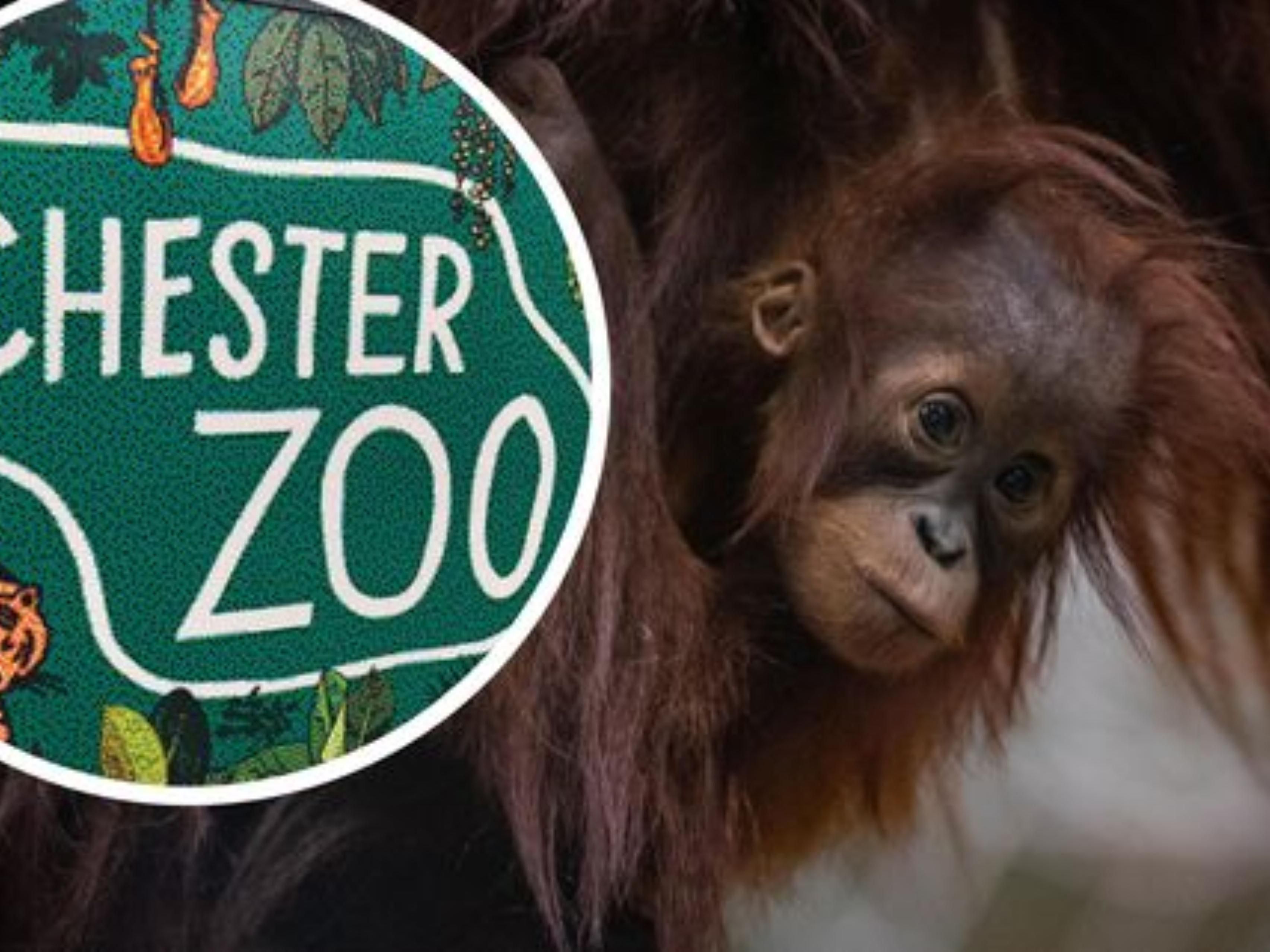 Explore Chester Zoo
