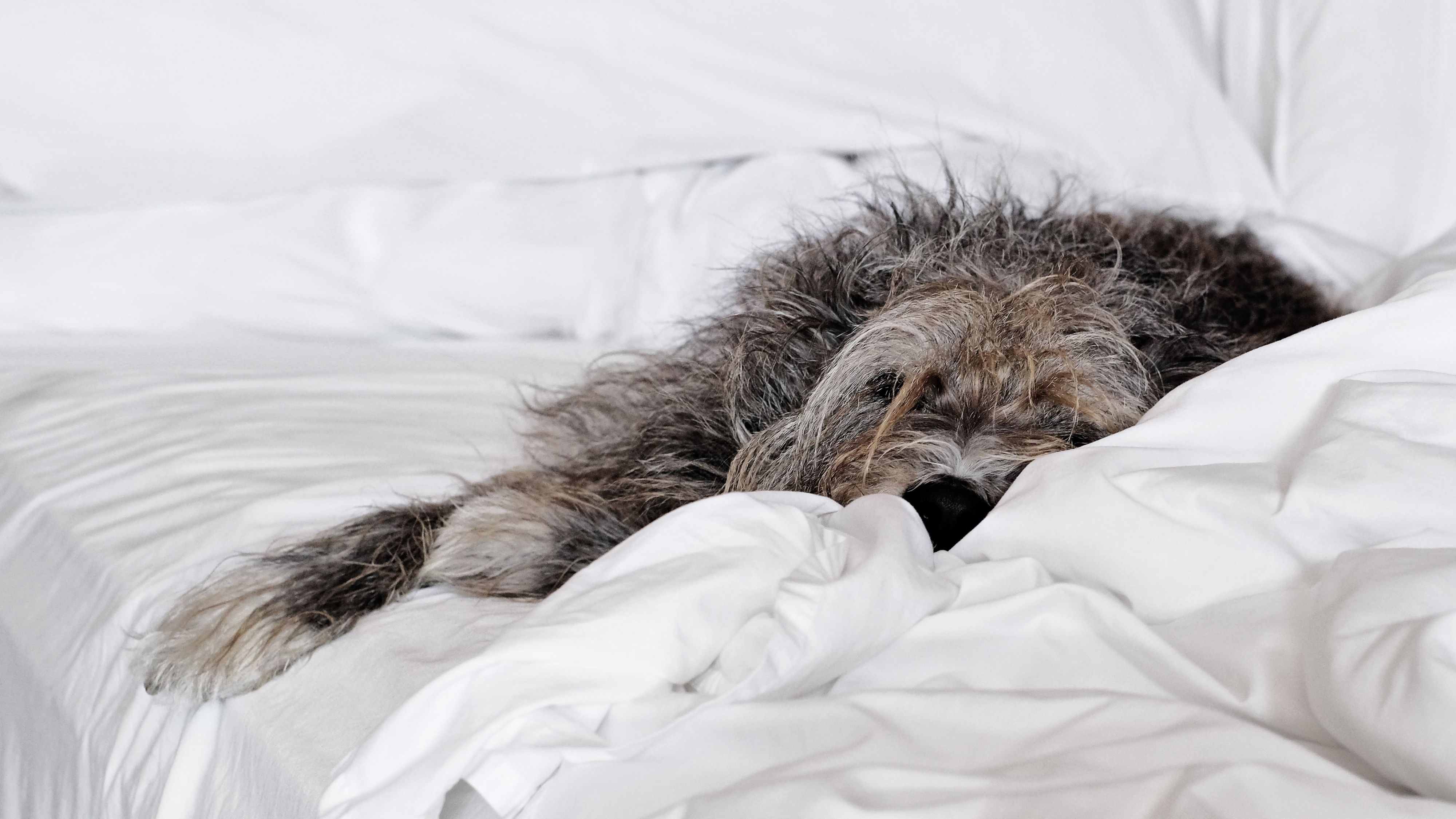 dog laying on hotel bed
