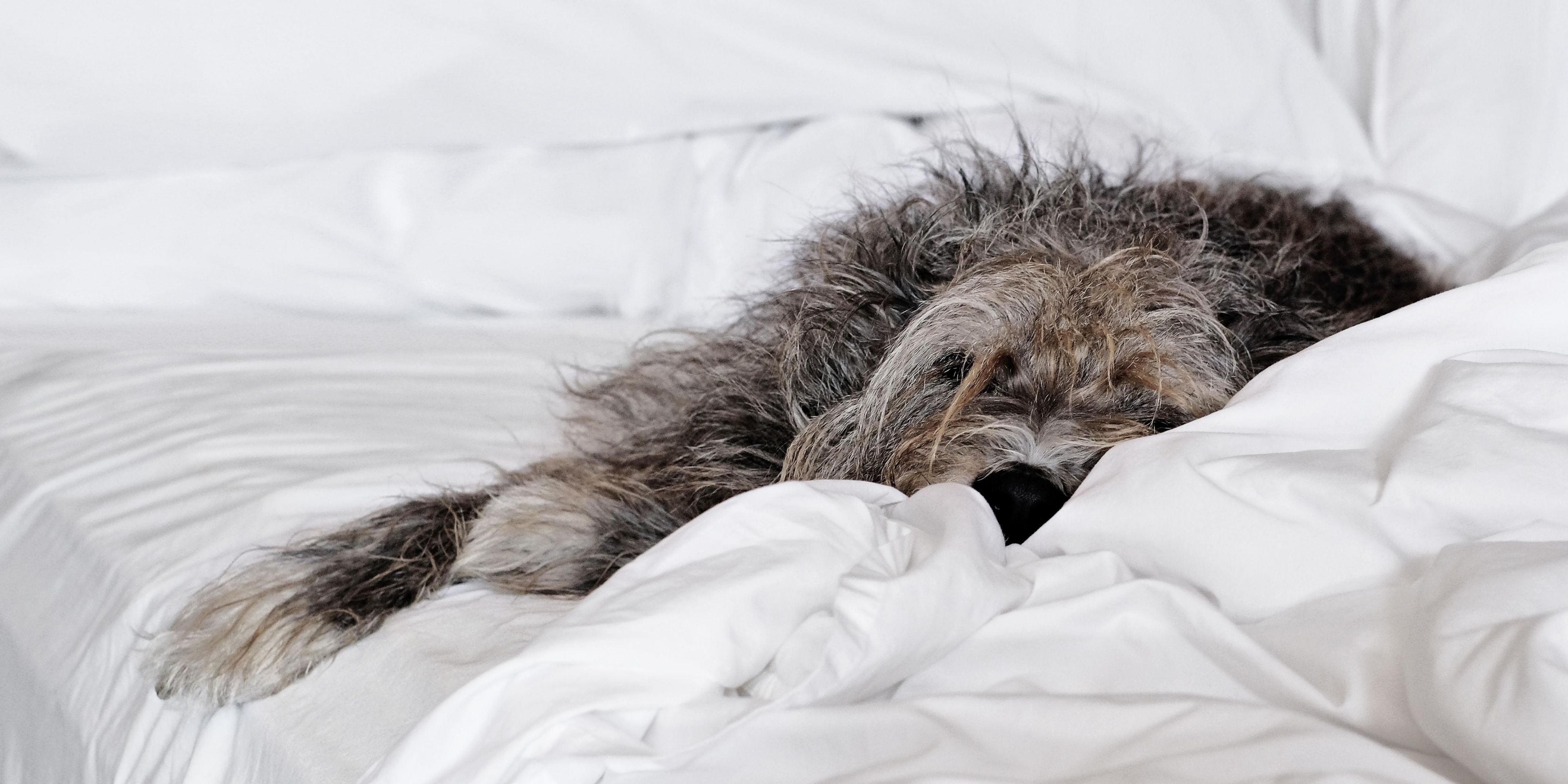 dog laying on hotel bed