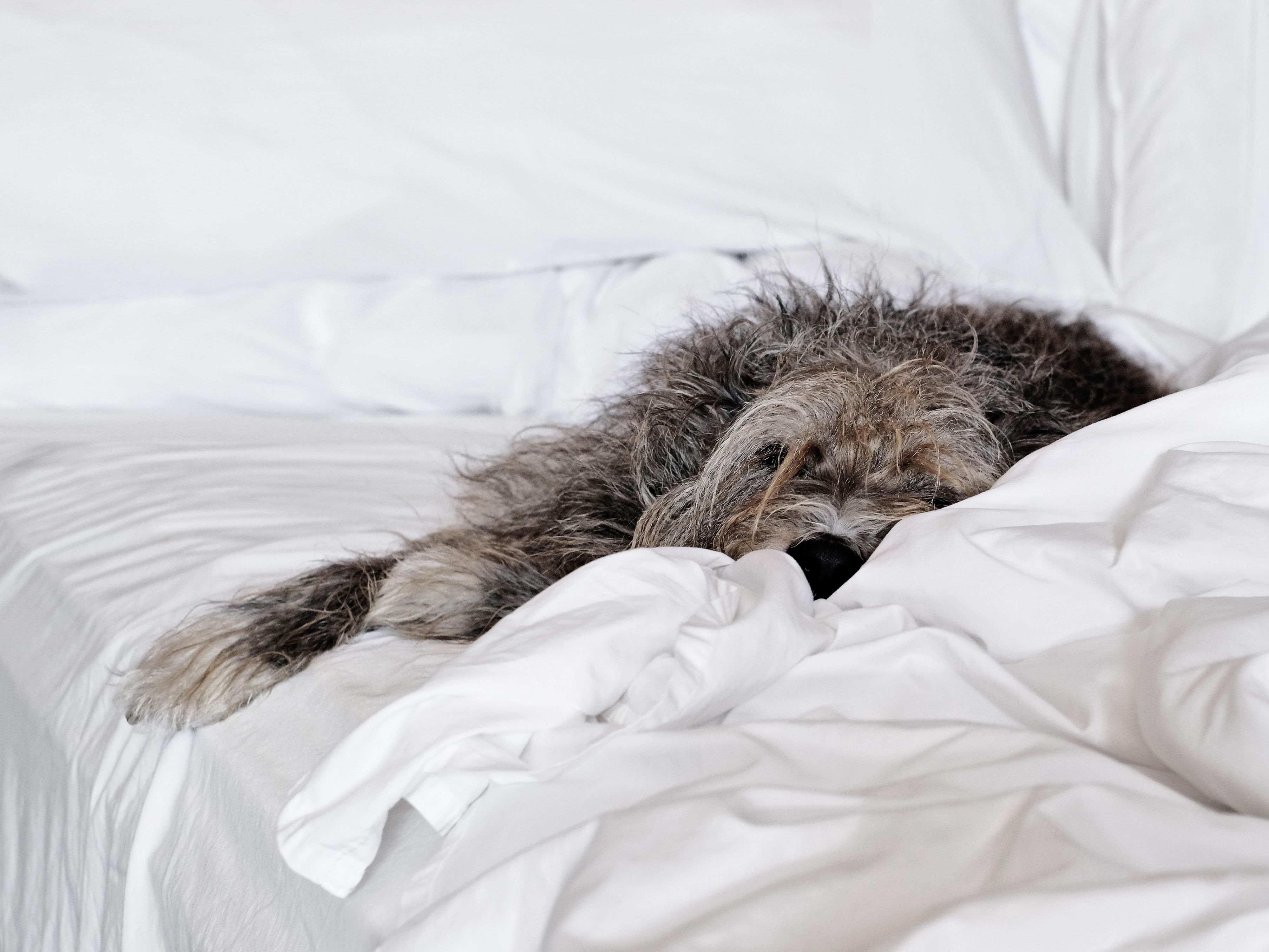 dog in hotel bed