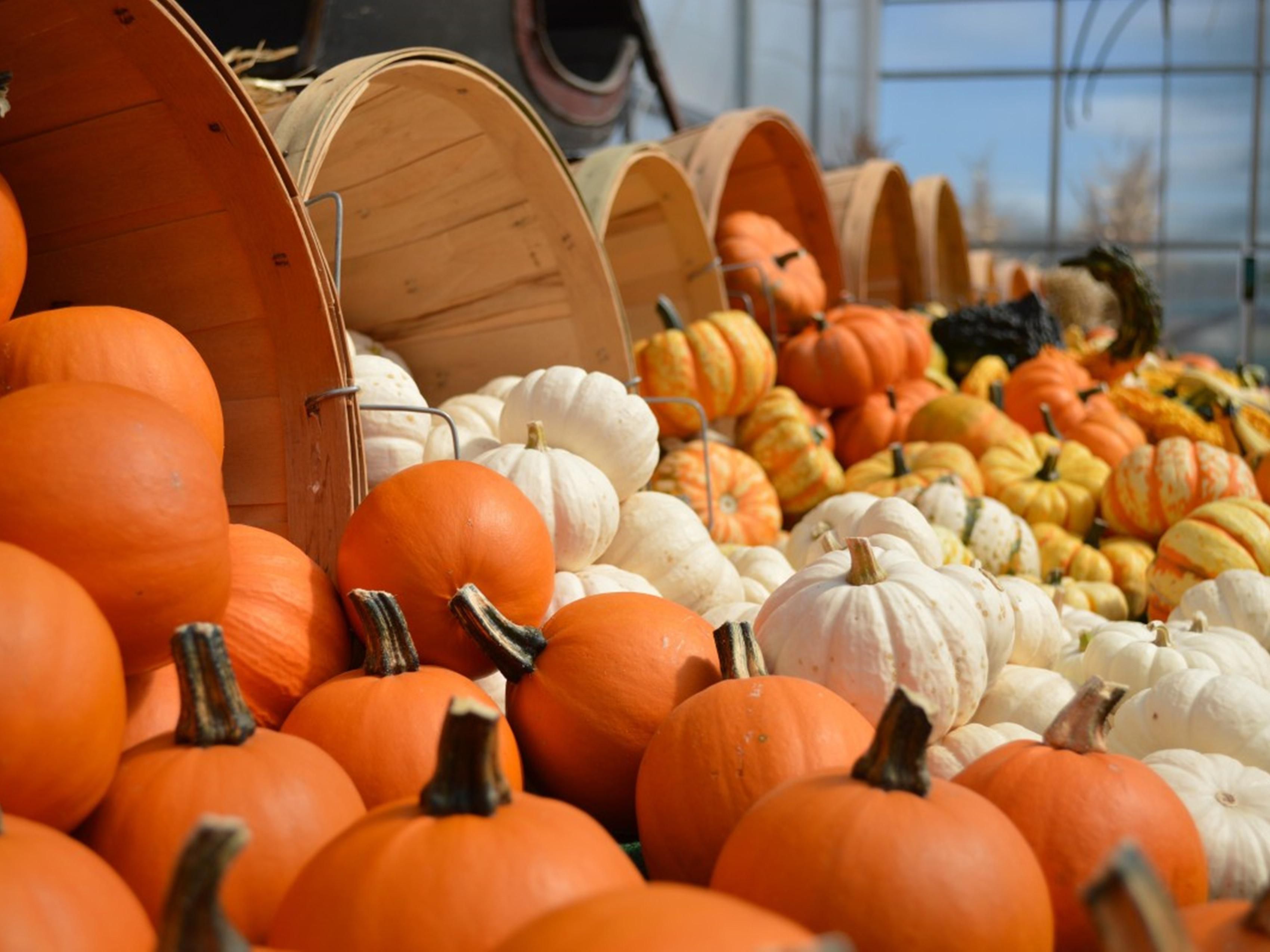 Pumpkin Station in Del Mar has been a San Diego family tradition since 1999, offering free admission and parking plus endless fall fun. From pumpkin picking and sunflower strolls to rides, giant slides, and a petting zoo, there’s something for everyone. Open daily Sept 26–Oct 26, it’s the perfect place for family outings, school tours, and parties.